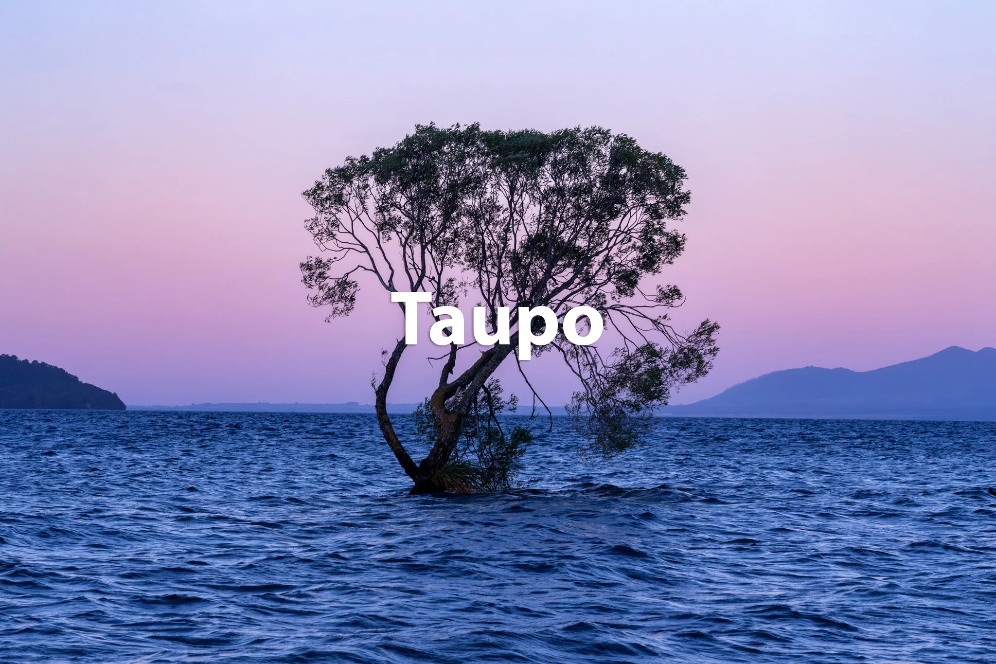 A solitary tree growing out of the water with mountains in the background during sunset, labeled with the word 'Taupo' in white text.