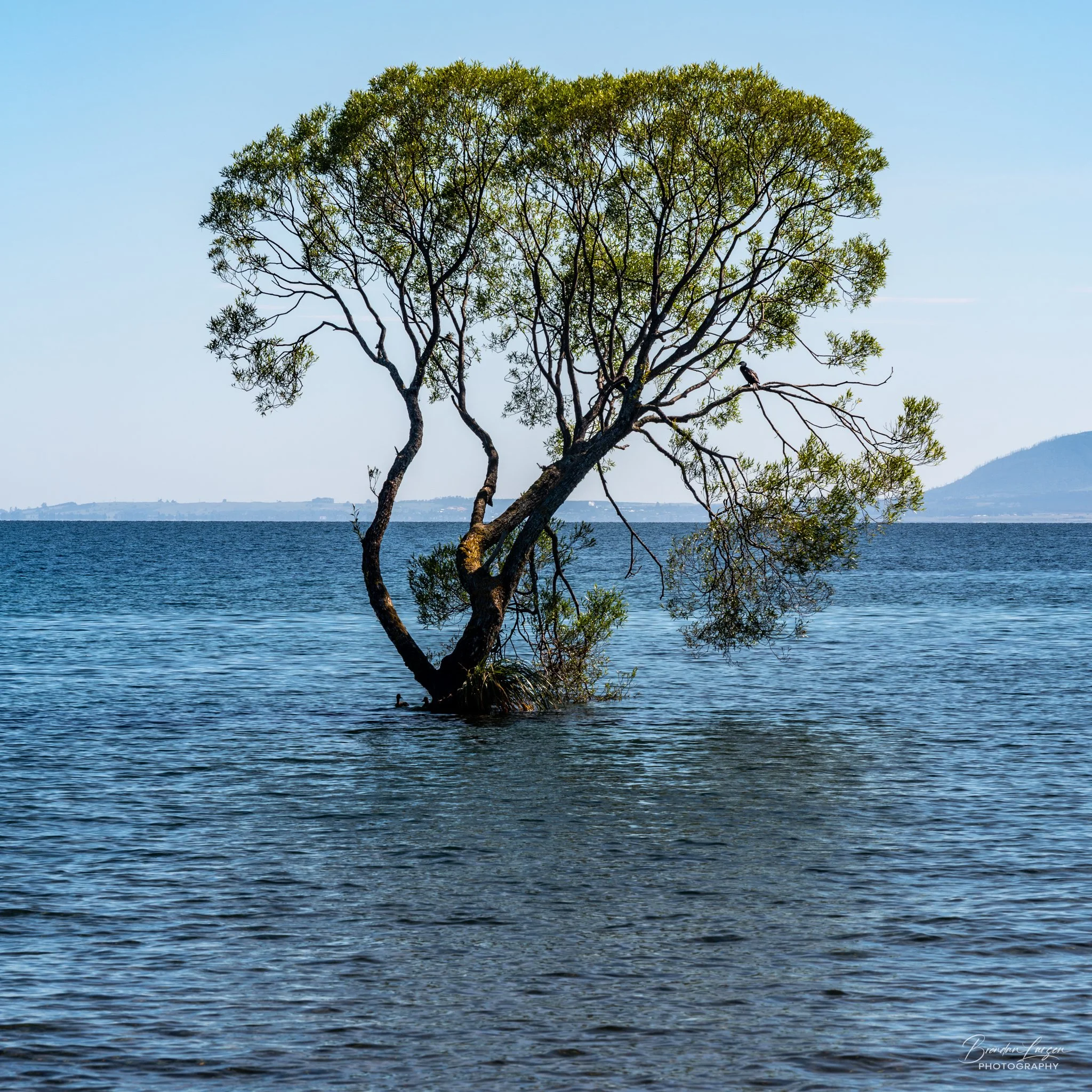 Lake Taupo Tree