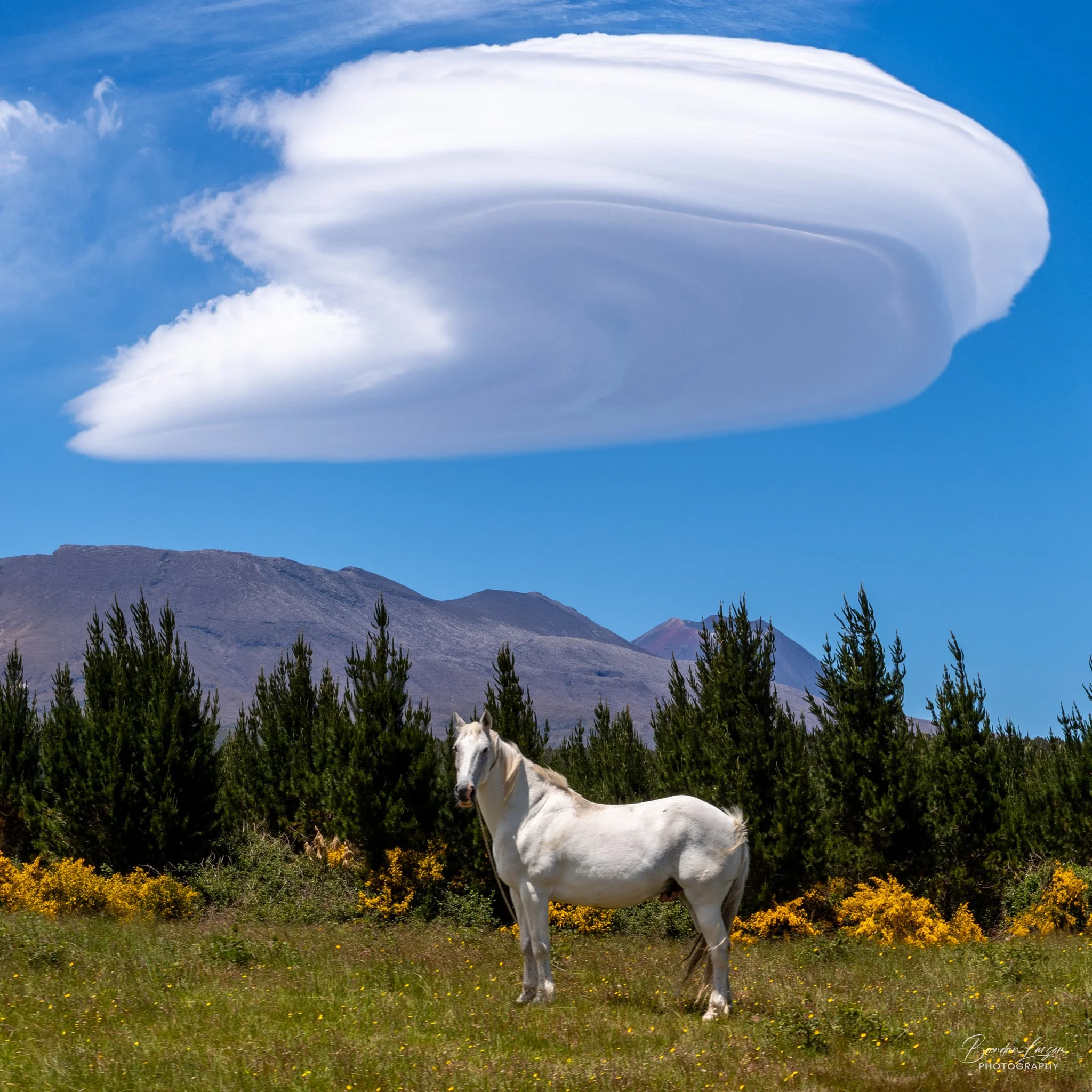 A white horse standing on a grassy field with yellow flowers, surrounded by trees and mountains, under a bright blue sky with a large, curved white cloud.