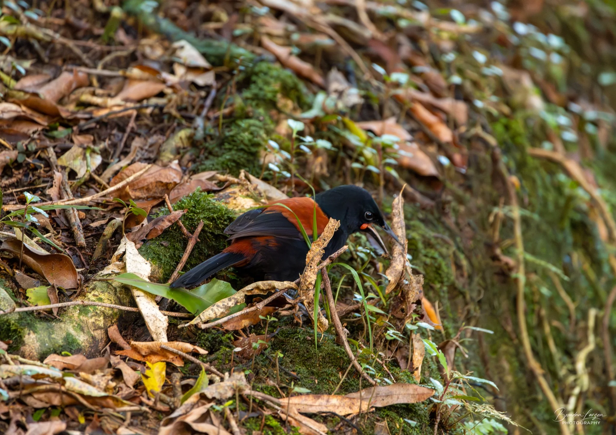 A bird with black and reddish-brown feathers on the forest floor surrounded by leaves, moss, and small plants.