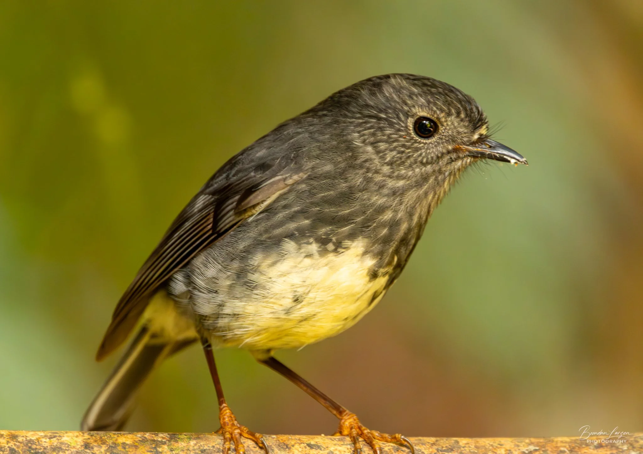 Close-up of a small bird with brown and yellow feathers perched on a branch, with a blurred green background.