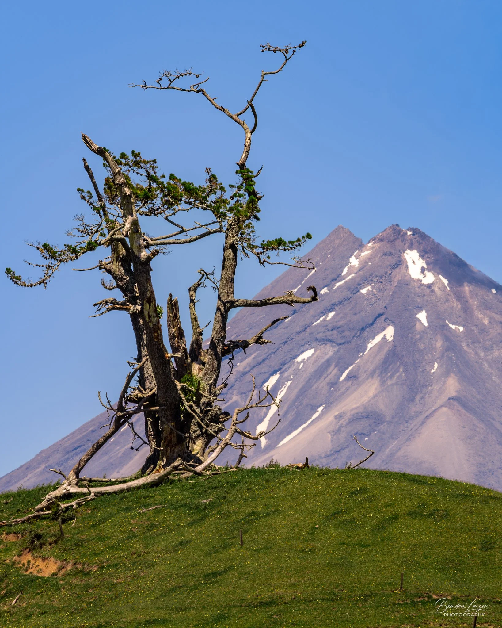 A leaning, weathered tree with sparse green foliage on a grassy hill, with a snow-capped mountain in the background and clear blue sky.