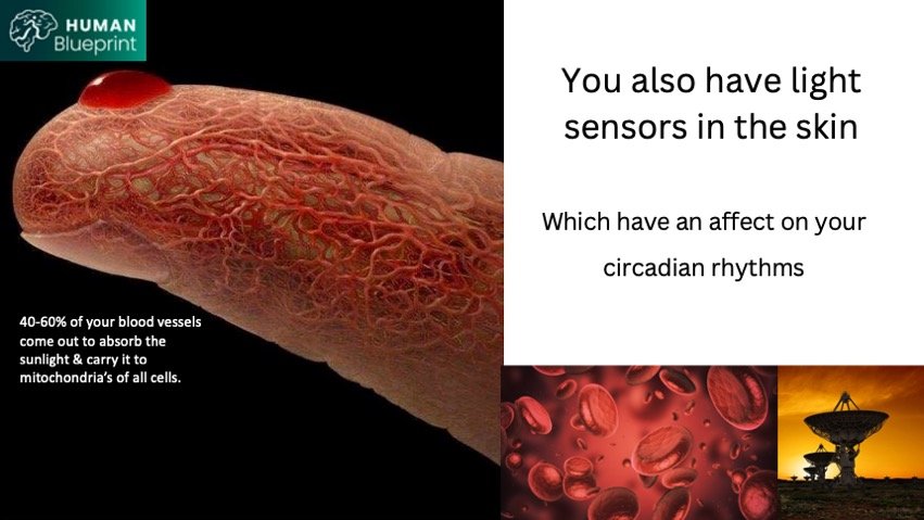 Red blood cells are shaped like satellite dishes to maximise the capturing of light.