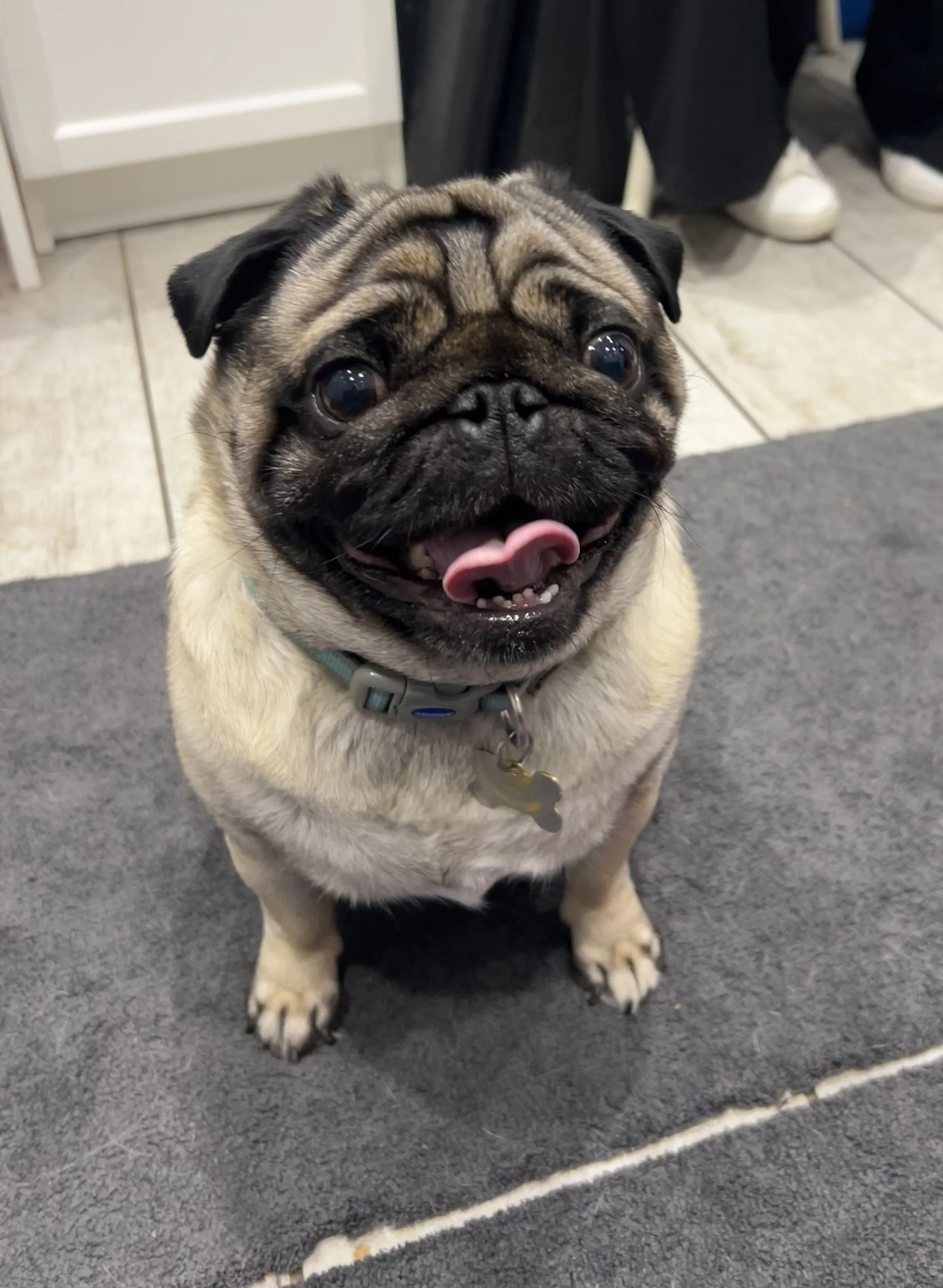 Conservative management of Luxating Patella with Physiotherapy - Medical Management Option