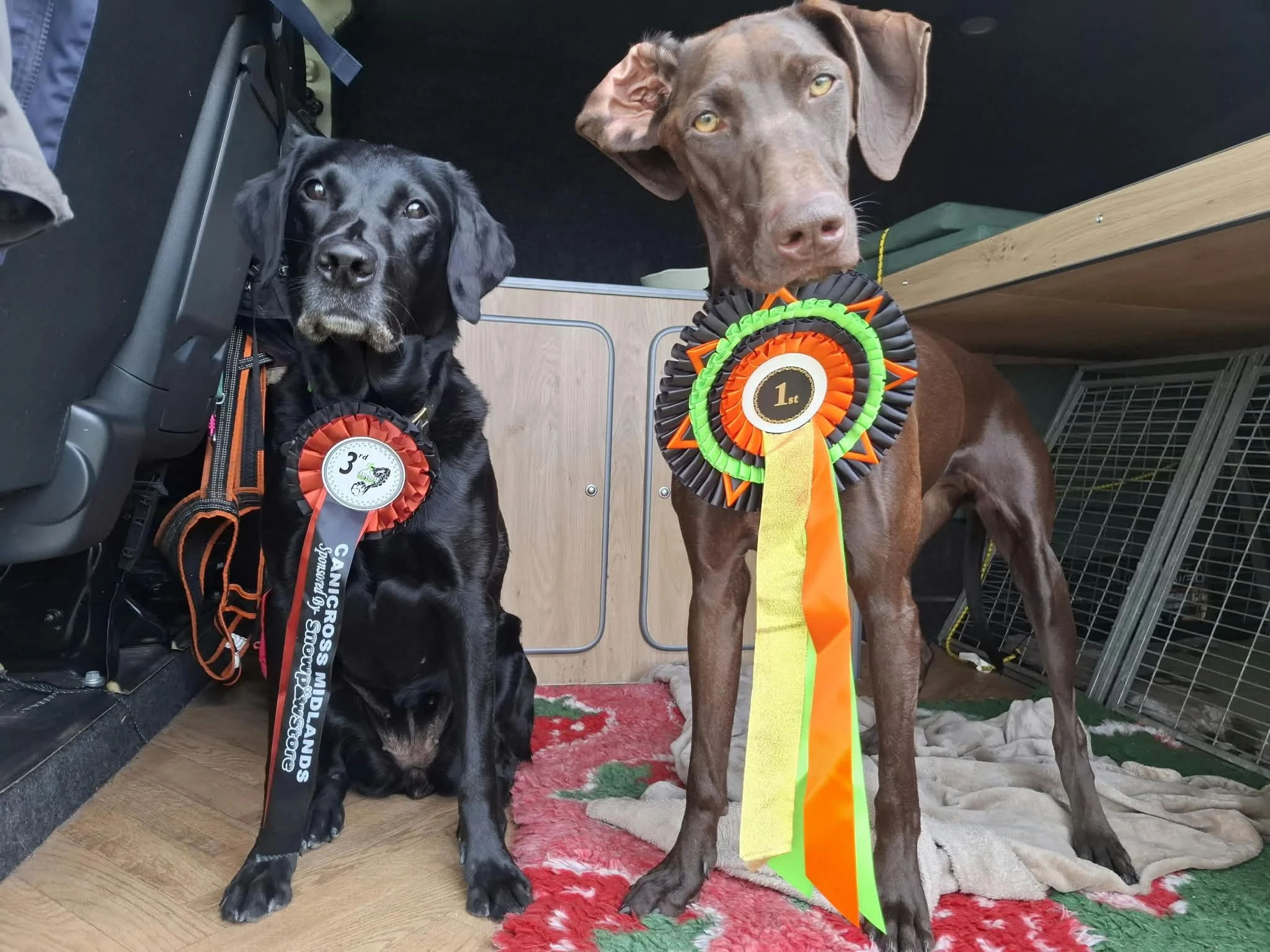 Canicross dog with winning rosette