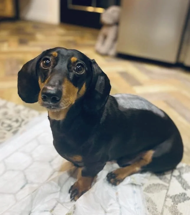 post- op IVDD, canine IVVD rehab, IVDD conservative management