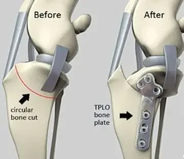 TPLO Rehabilitation for Dogs