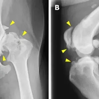 Physiotherapy for Osteoarthritis in Dogs