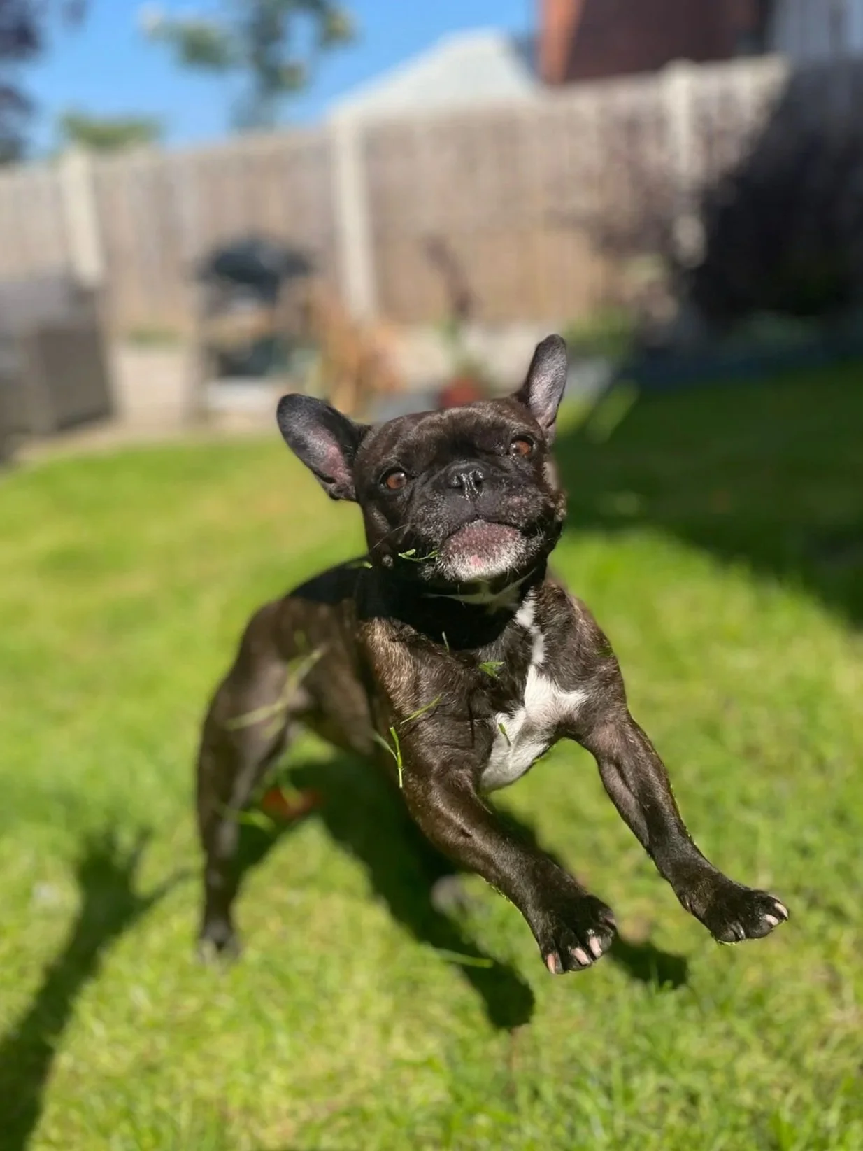 7 Common Summer Injuries in Dogs