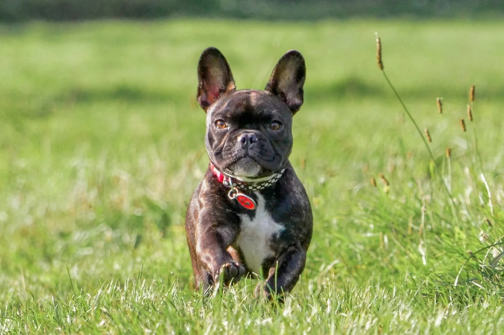 Holiday Hazards: How to Protect your Dog’s Muscles and Joints on Summer Trips