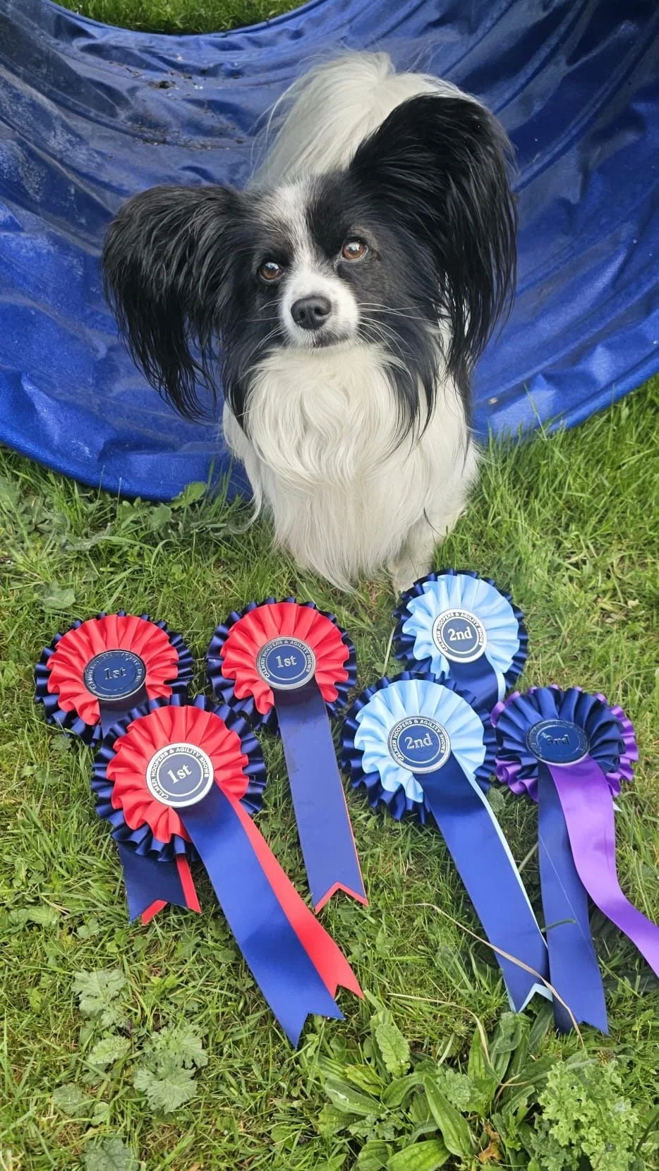 Conditioning for Working &amp; Sporting Dogs