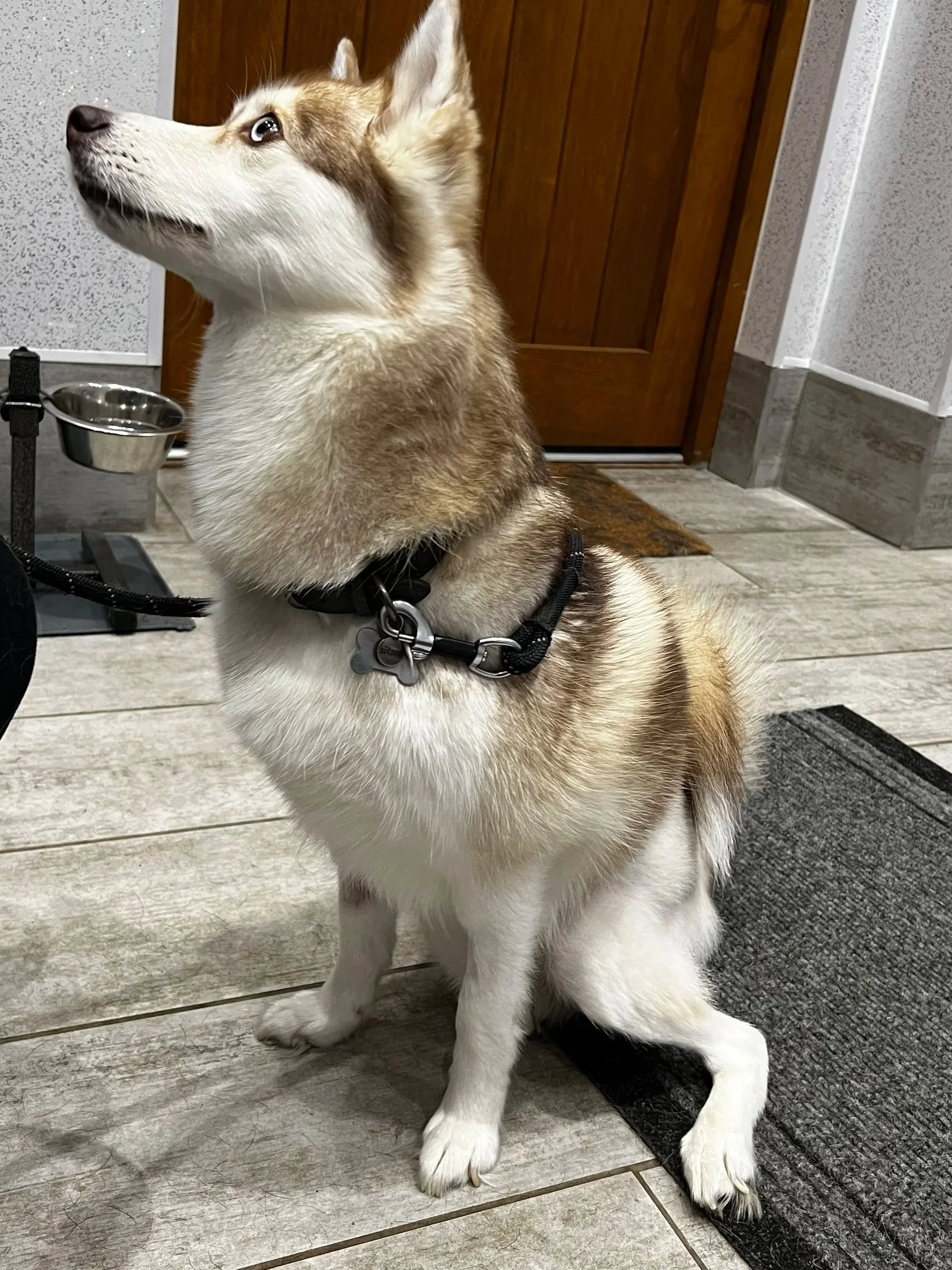 Is my Dog Losing Muscle?