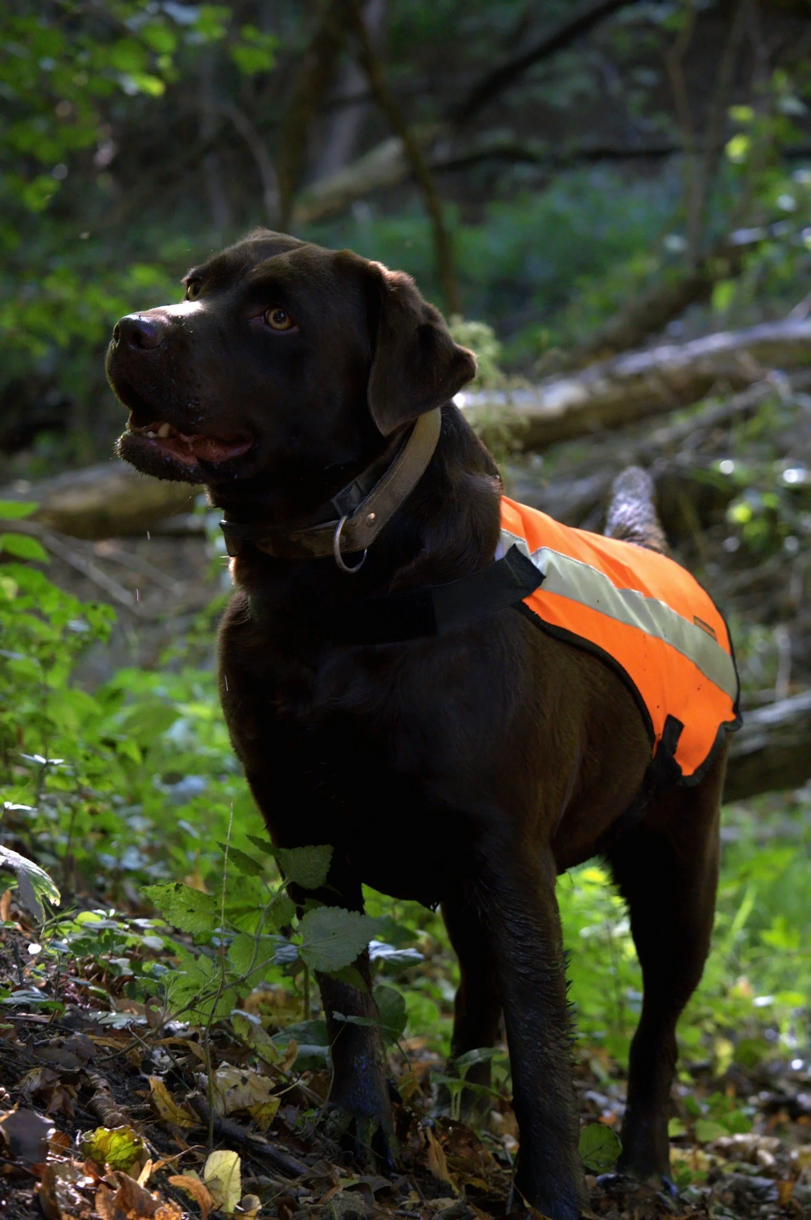 search and rescue dog receiving physiotherapy