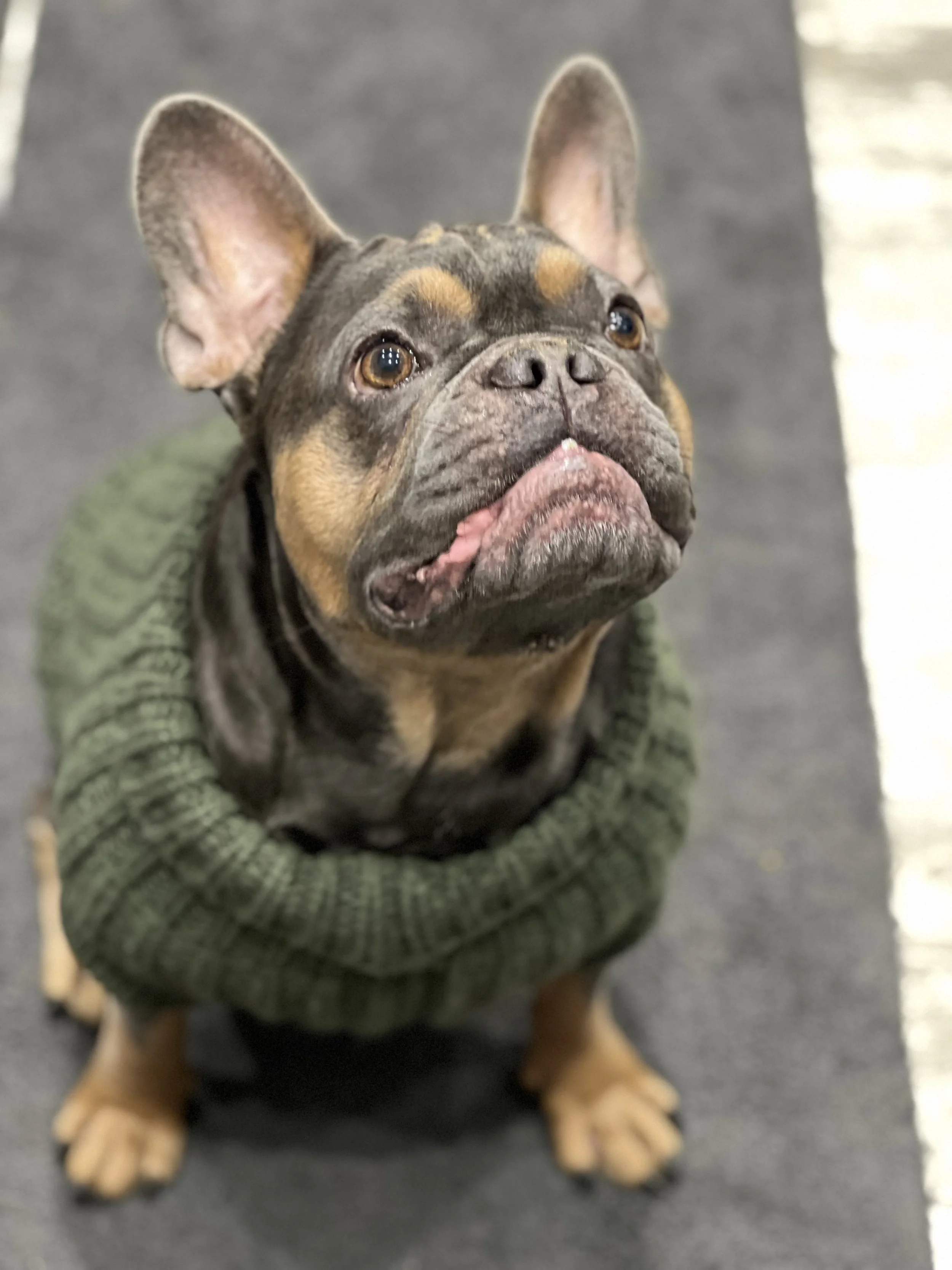 IVDD Post Surgical Recovery Case Study - Neurological Rehabilitation