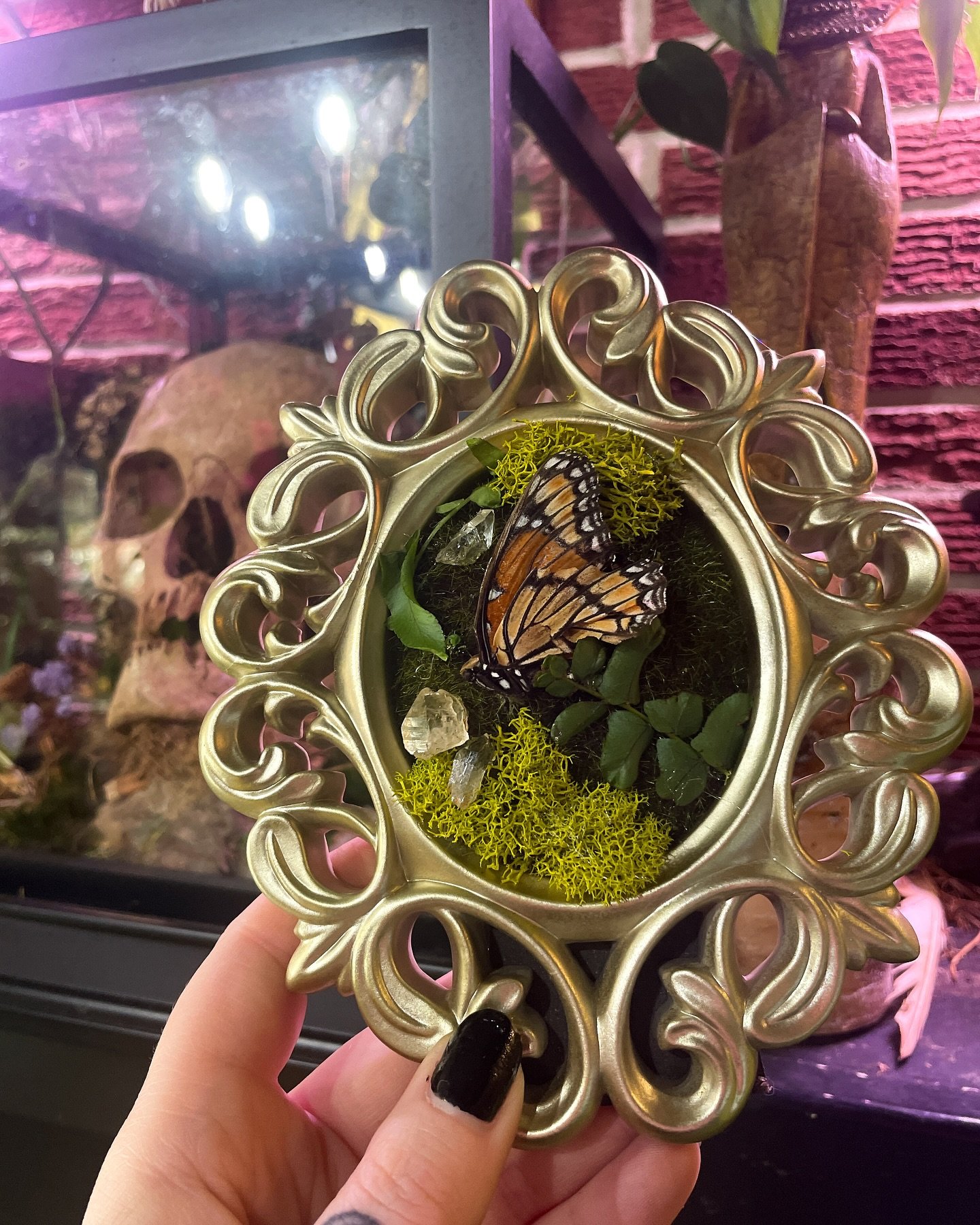 Monarch Butterfly 🦋 
Adorned with: Quartz Crystals, moss, and Ferns.
🕯️Handmade in house 🕯️
-perfect for the holidays 🌲

Updates: a new order of goodies coming in soon. 
Small-XL tapestries available 
And ready for the winter! ❄️ 
.
.
#oddity #od