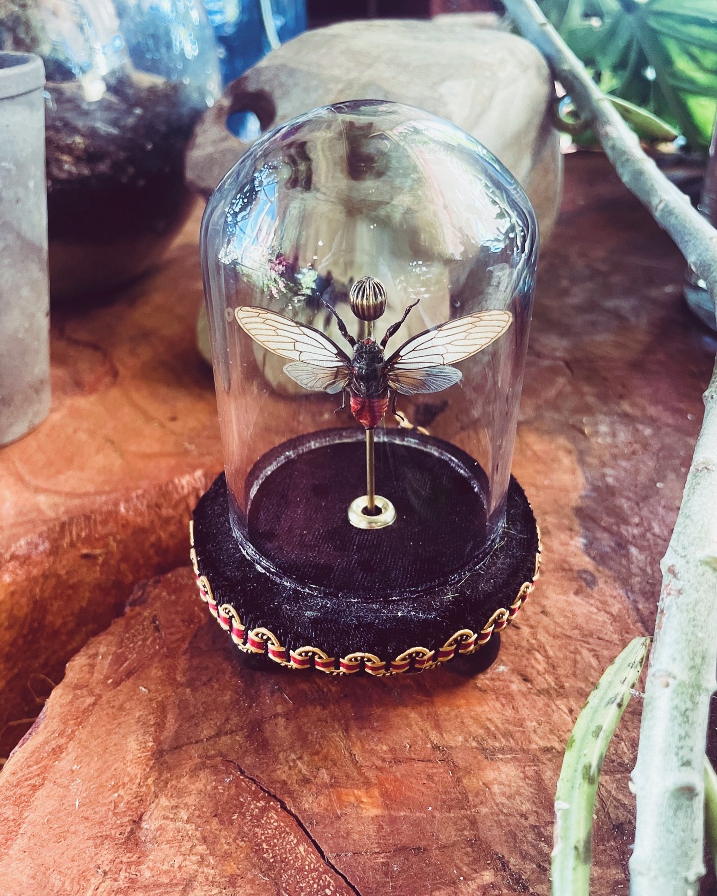 𝕽𝖊𝖉 𝕯𝖊𝖛𝖎𝖑 𝕮𝖎𝖈𝖆𝖉𝖆
&bull;Huechys incarnata&bull;
an insect native to Indonesia with a red body and milky white and tan wings.
This little guy is situated in his own glass dome adorned with lace red and gold trim. 
.
.
.
#holiday #oddity #