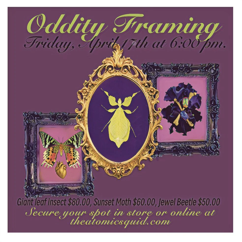 Oddity Framing Workshop Sunset Moth (option # 2)