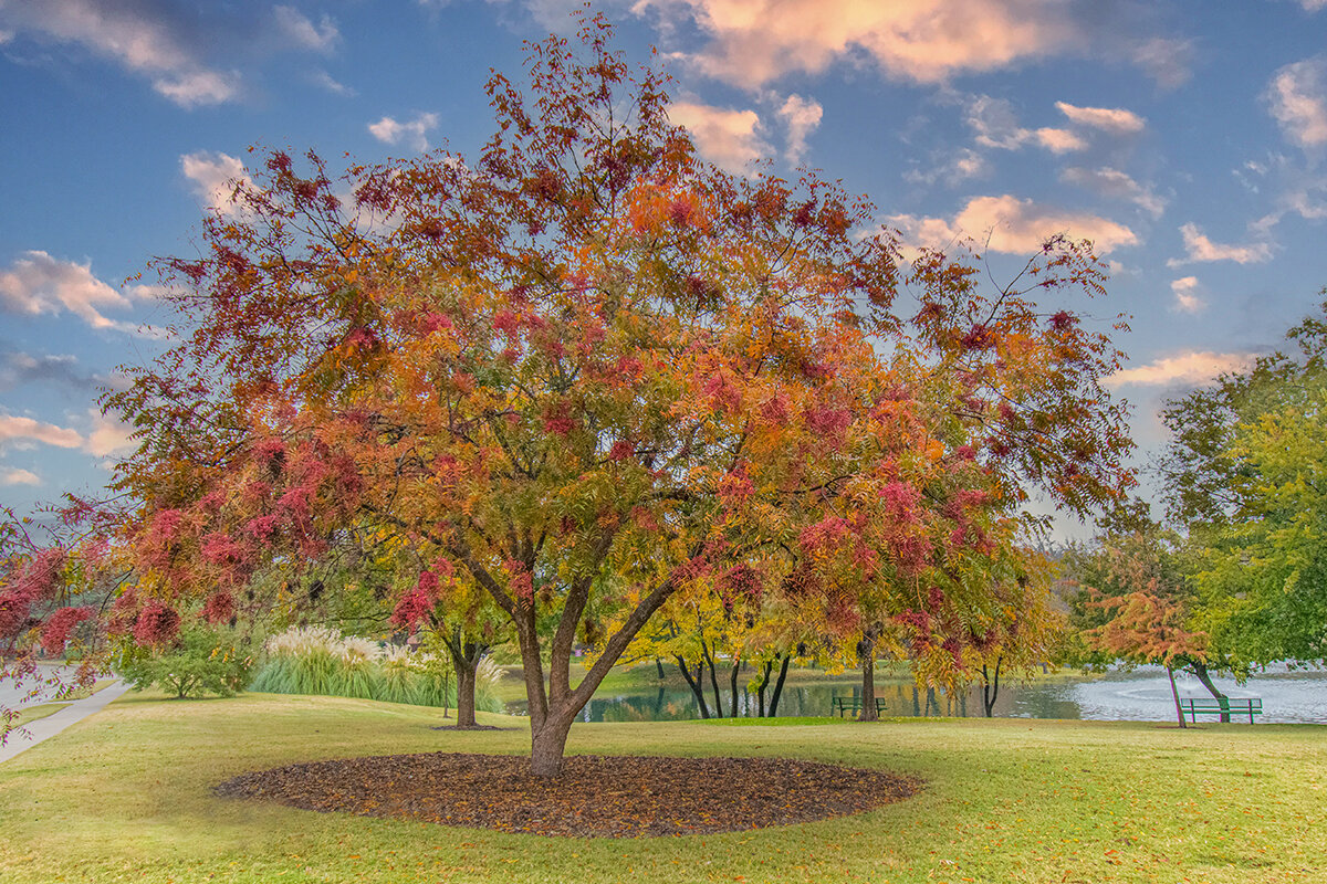 AutumTreeEtsy.jpg
