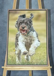 A painting of a happy dog running outdoors on grass.