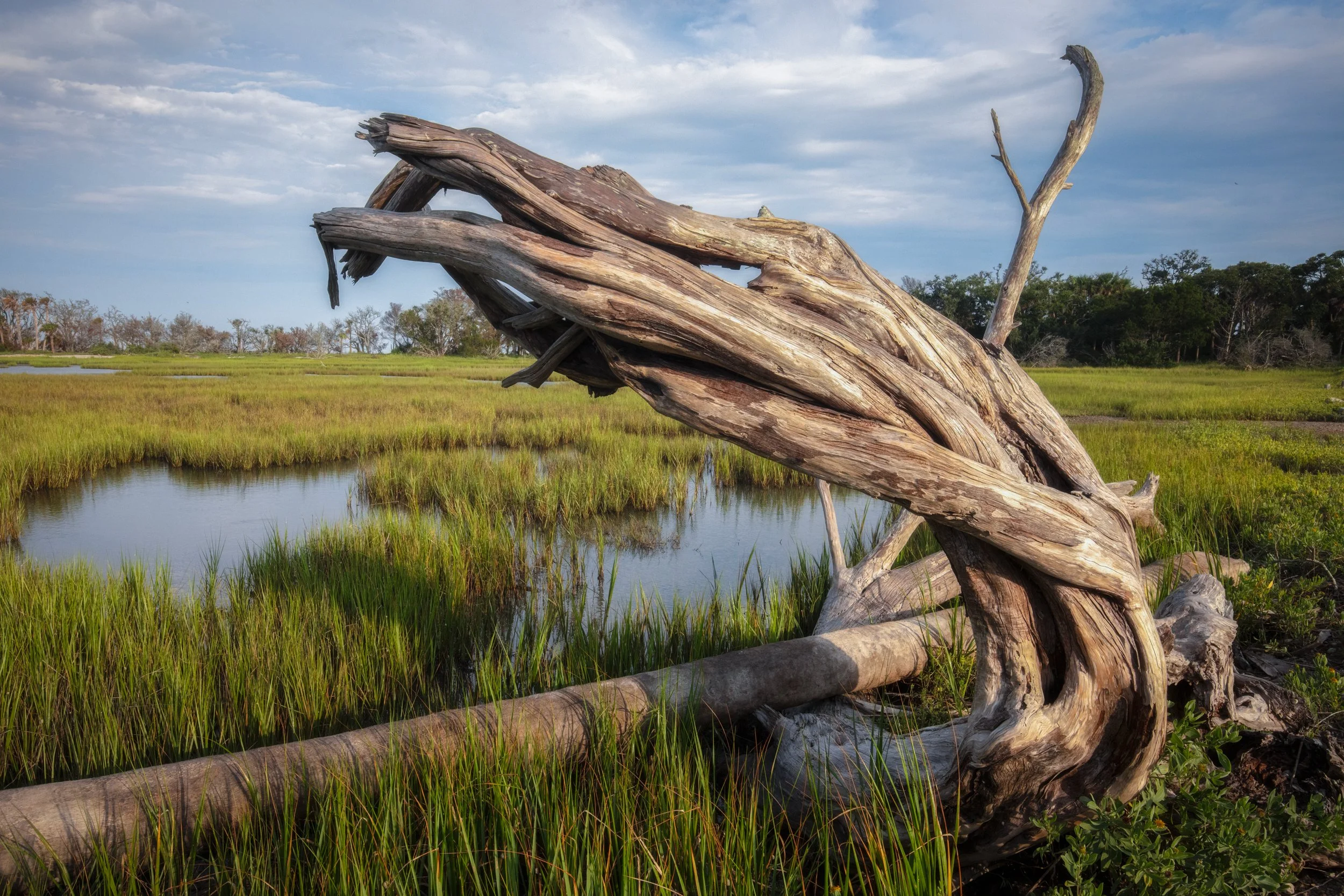"Marsh Play"