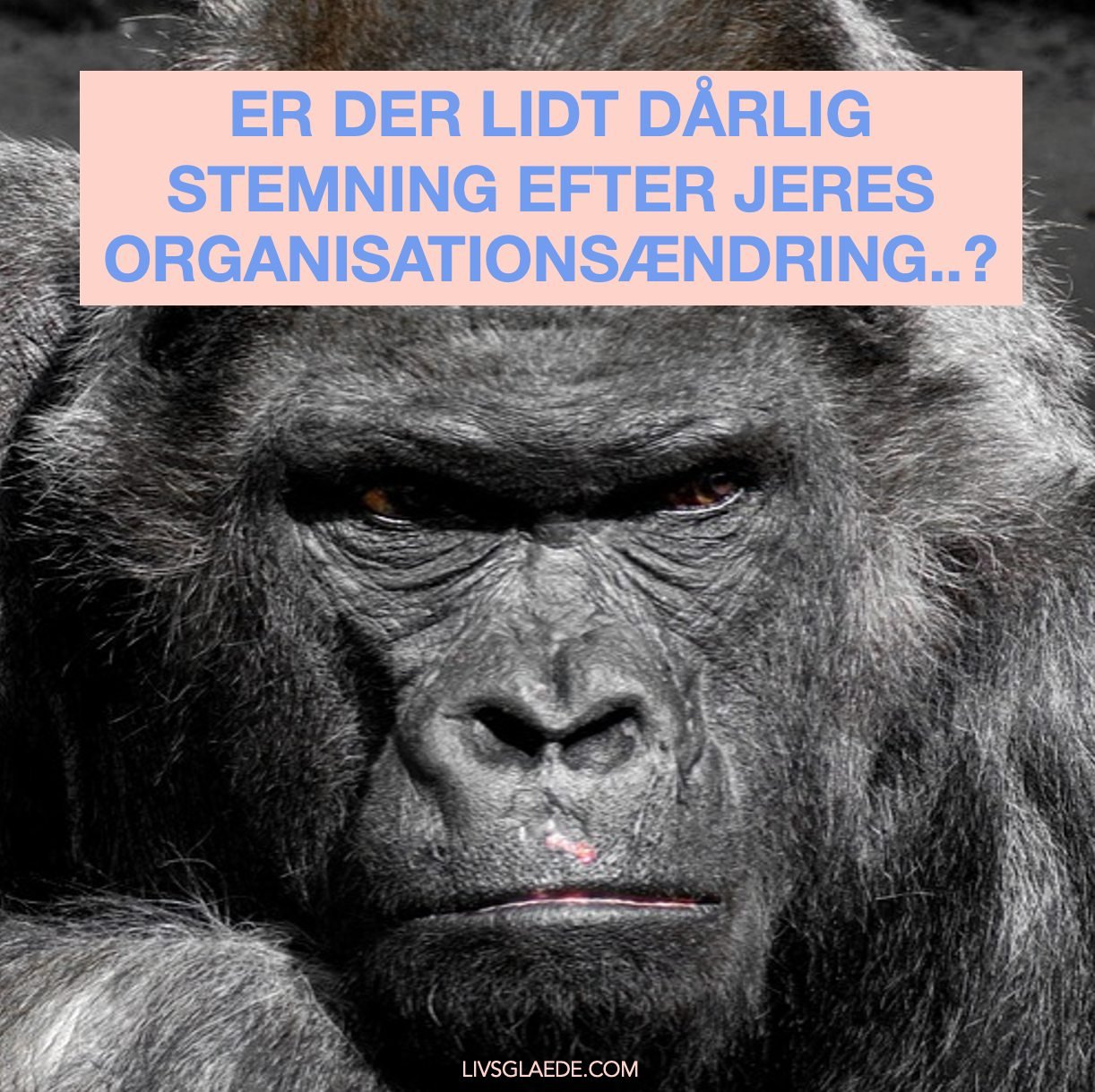 GENFIND TRIVSLEN EFTER ORGANISATIONS&AElig;NDRINGER

Organisations&aelig;ndringer kan v&aelig;re n&oslash;dvendige af mange grunde &ndash; og samtidig kr&aelig;vende for alle involverede.

M&aring;ske f&aring;r man en ny rolle med nye opgaver. Eller 