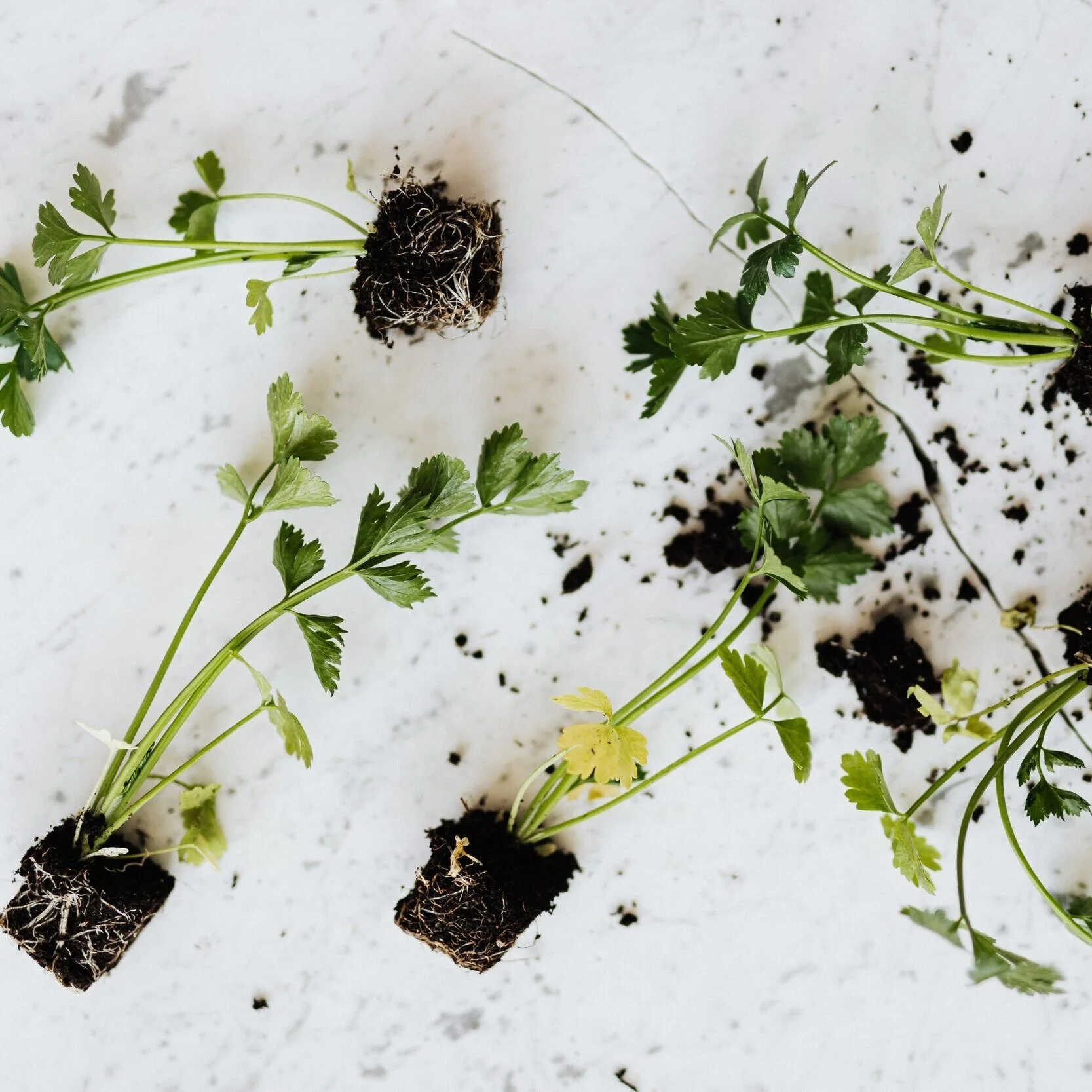 Kitchen Gardening II