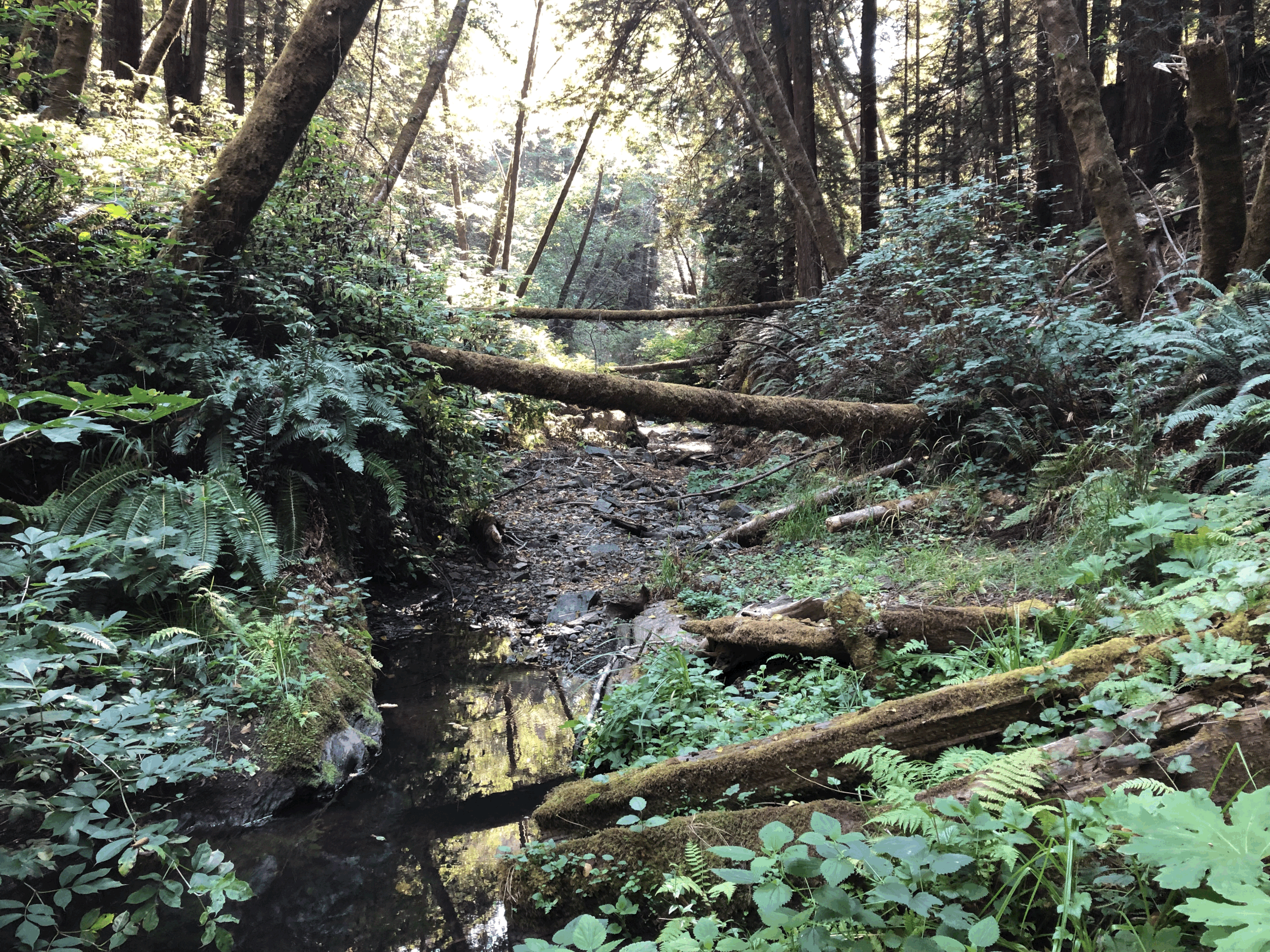 Somatic hike pomo canyon