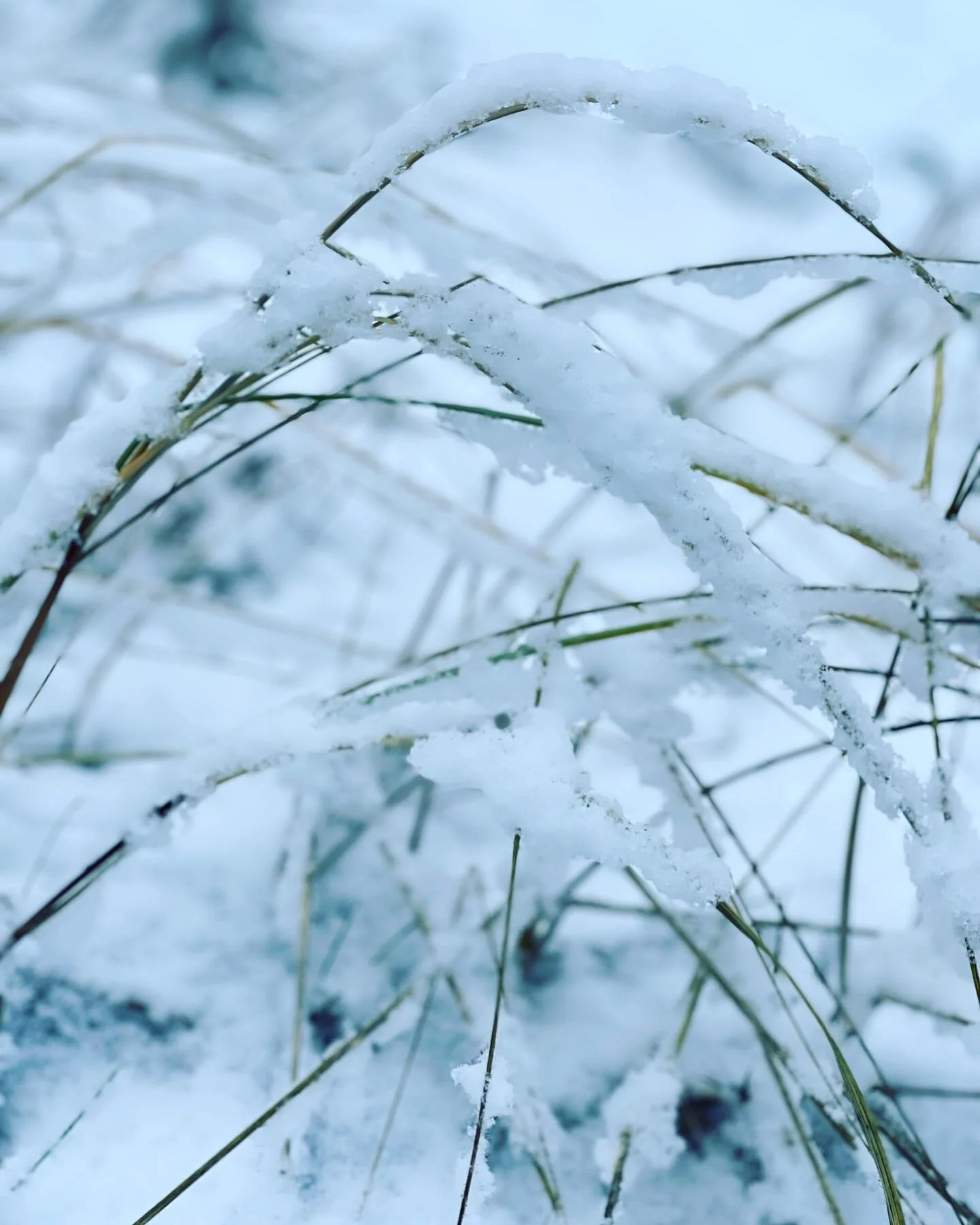 Winter is back! #lifebythesea, #winterinlatvia, #tinyhouse, #cabininthewoods