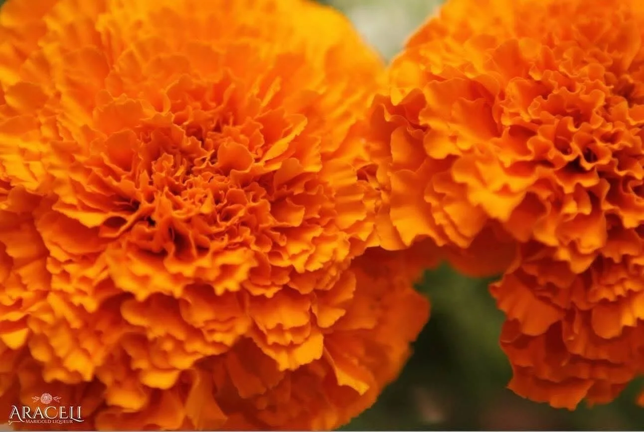 MARIGOLDS!🧡 
#araceli #marigold #liqueur #aracelimarigoldliqueur