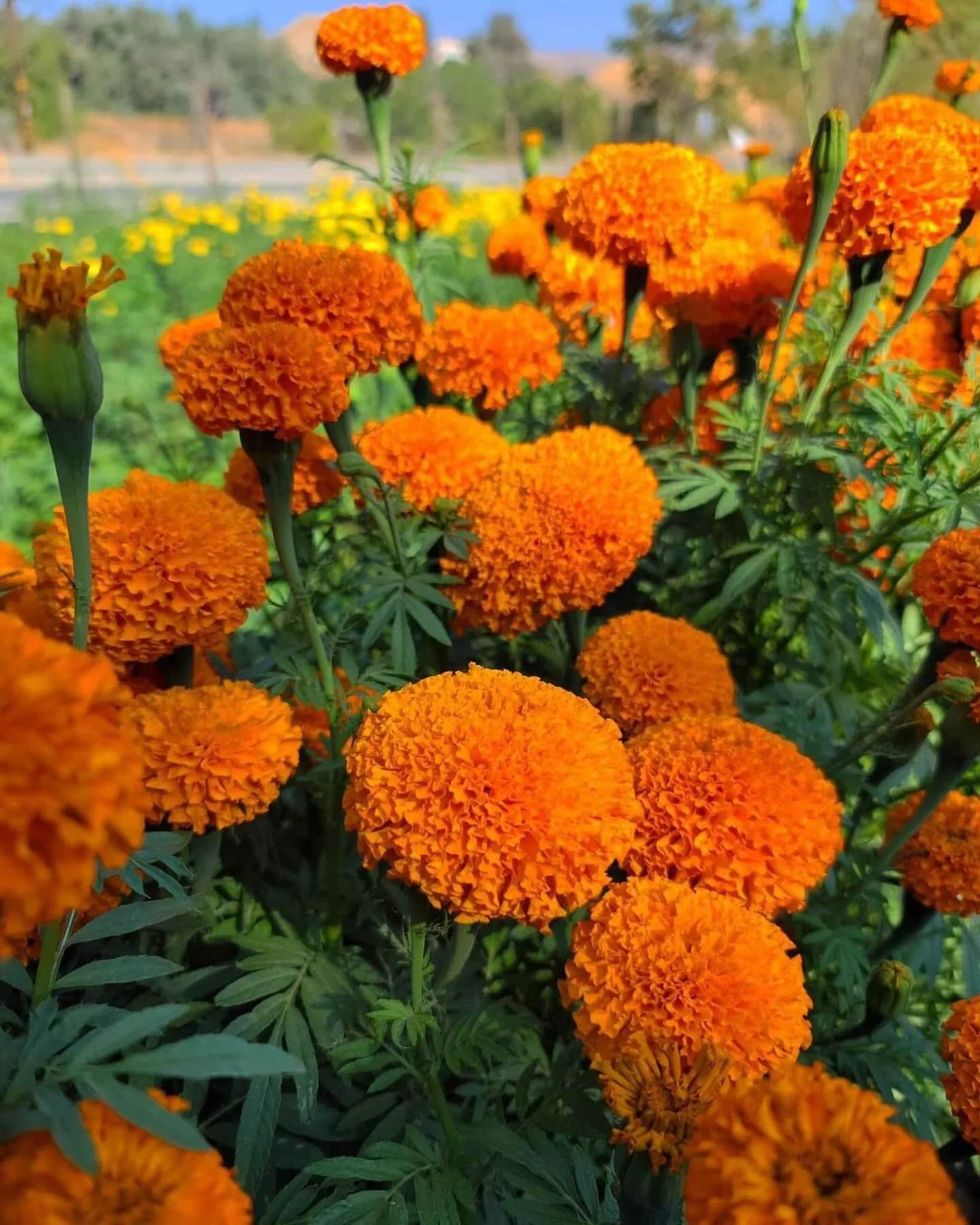 Happy October!
It’s officially marigold season!!!!🧡🧡 
#araceli #marigold #season #allseasons #beautiful #delicious #flowers #symbolic #life 
#october #marigolds #floral #beauty #favorite
