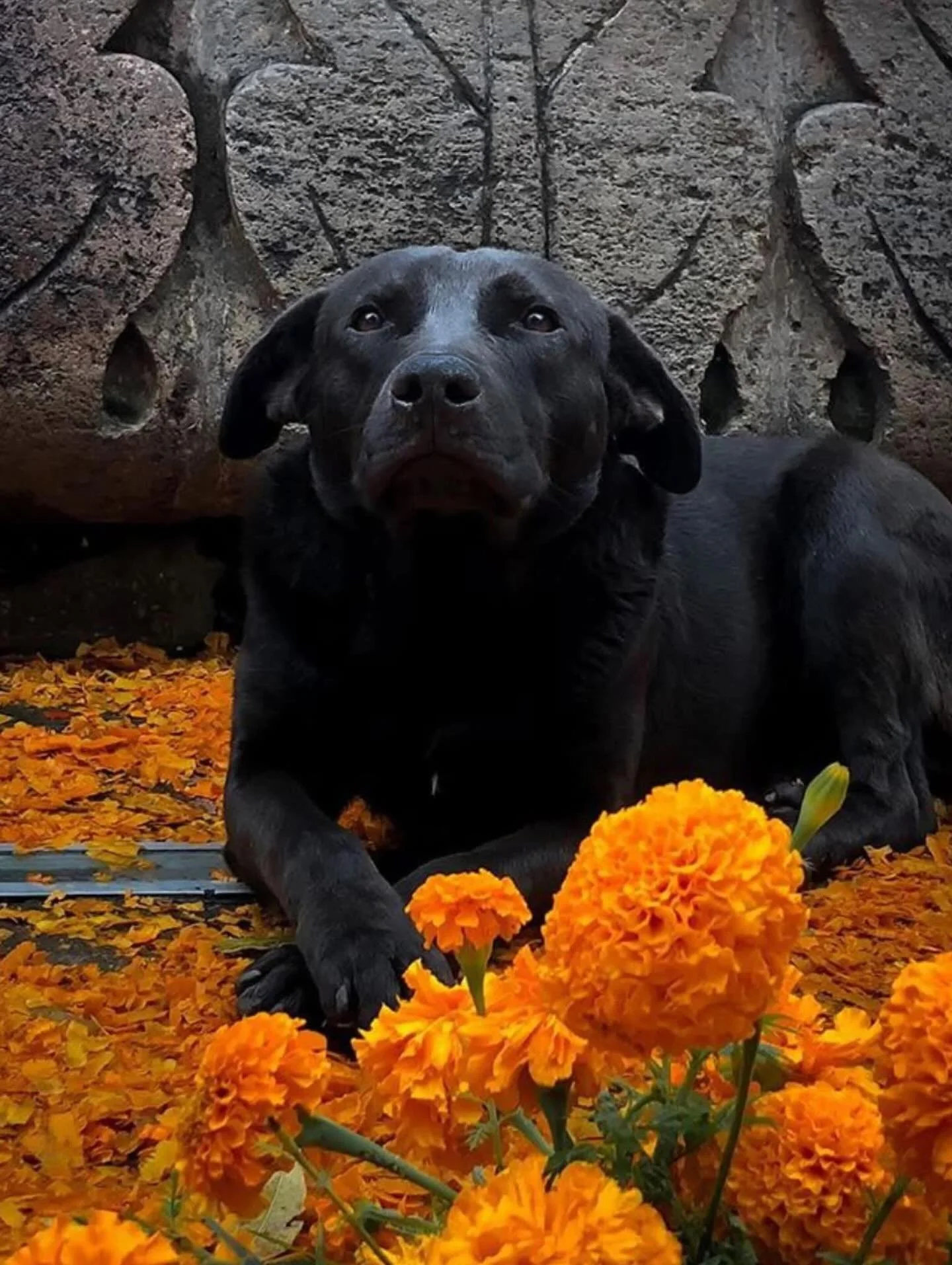 A day dedicated to pets during Día de Los Muertos. 🐾❤️
According to tradition, this celebration takes place the night of October 27, when it is believed that the souls of cats, dogs and other animals visit their homes during the early hours