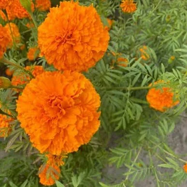 #cempas&uacute;chil #flordemuerto #m&eacute;xico #michoac&aacute;n #puebla #veracruz #guerrero🧡🧡🧡🧡🧡