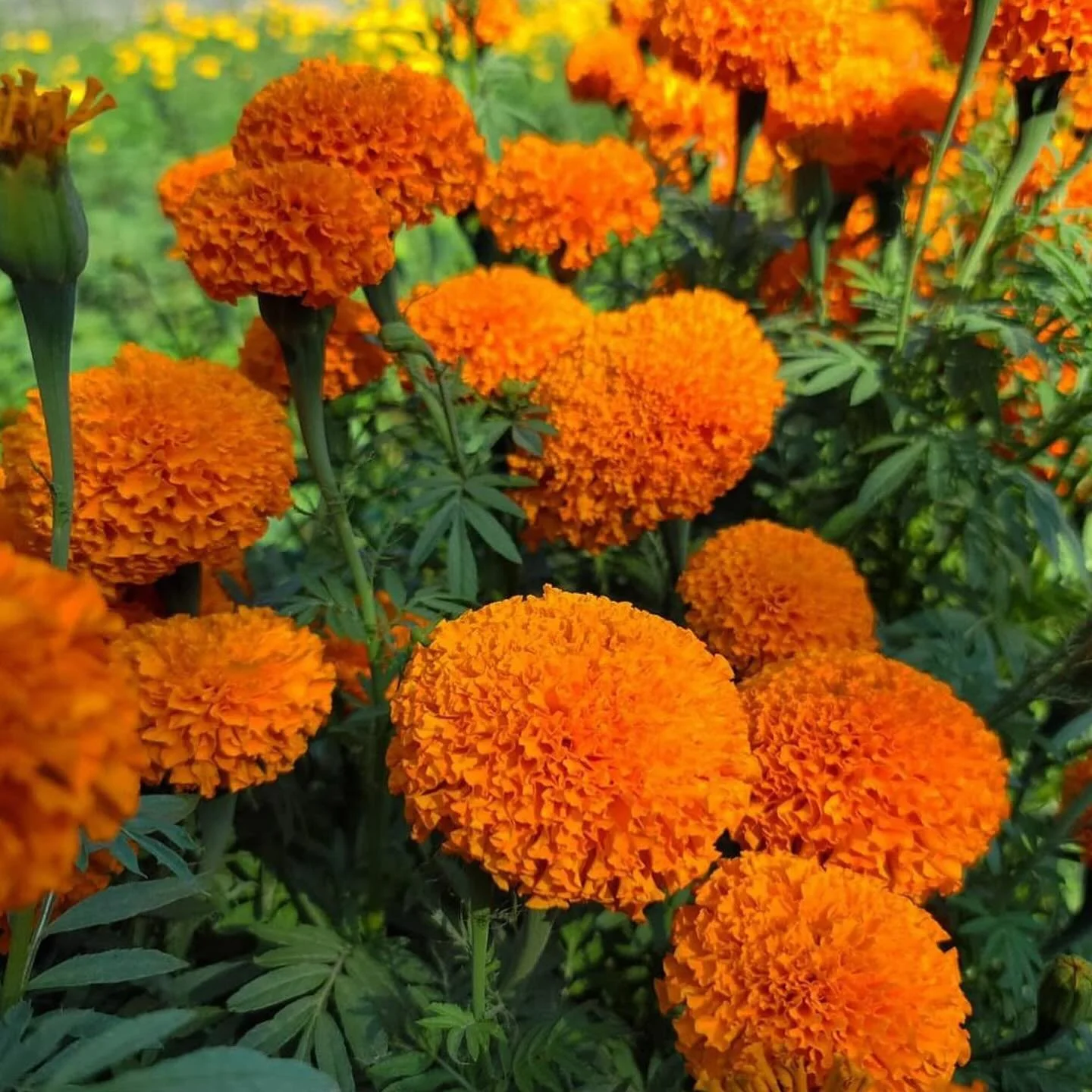 #araceli #cempas&uacute;chil #flordemuerto #m&eacute;xico #michoac&aacute;n #puebla #veracruz #guerrero🧡🧡🧡🧡🧡