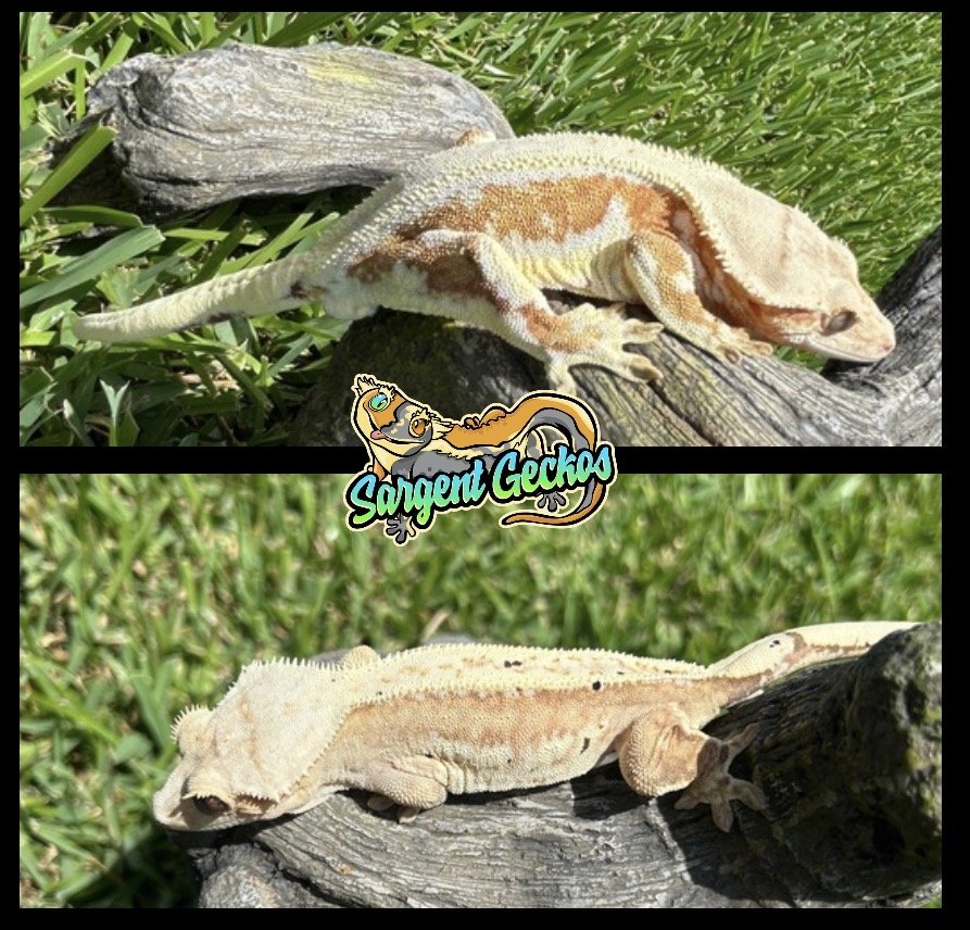 Helios x Cleo (2026)