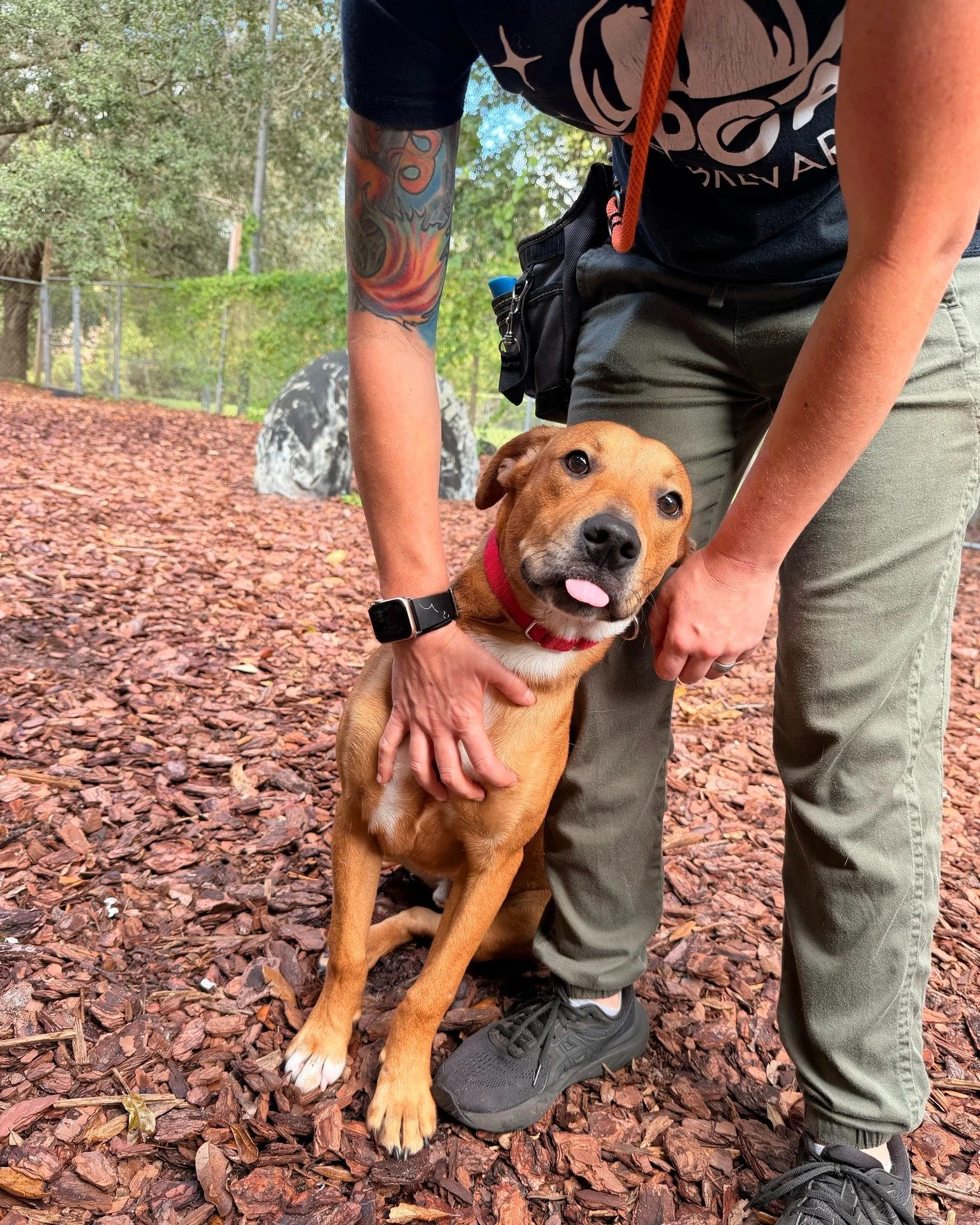 We asked Teller if he was a good boy and this was his response. He very obviously is a good boy and we shouldn't have to ask! 😂
This 6-month-old guy is a little shy at first, but play with him and give him a few treats, and he’ll show off his