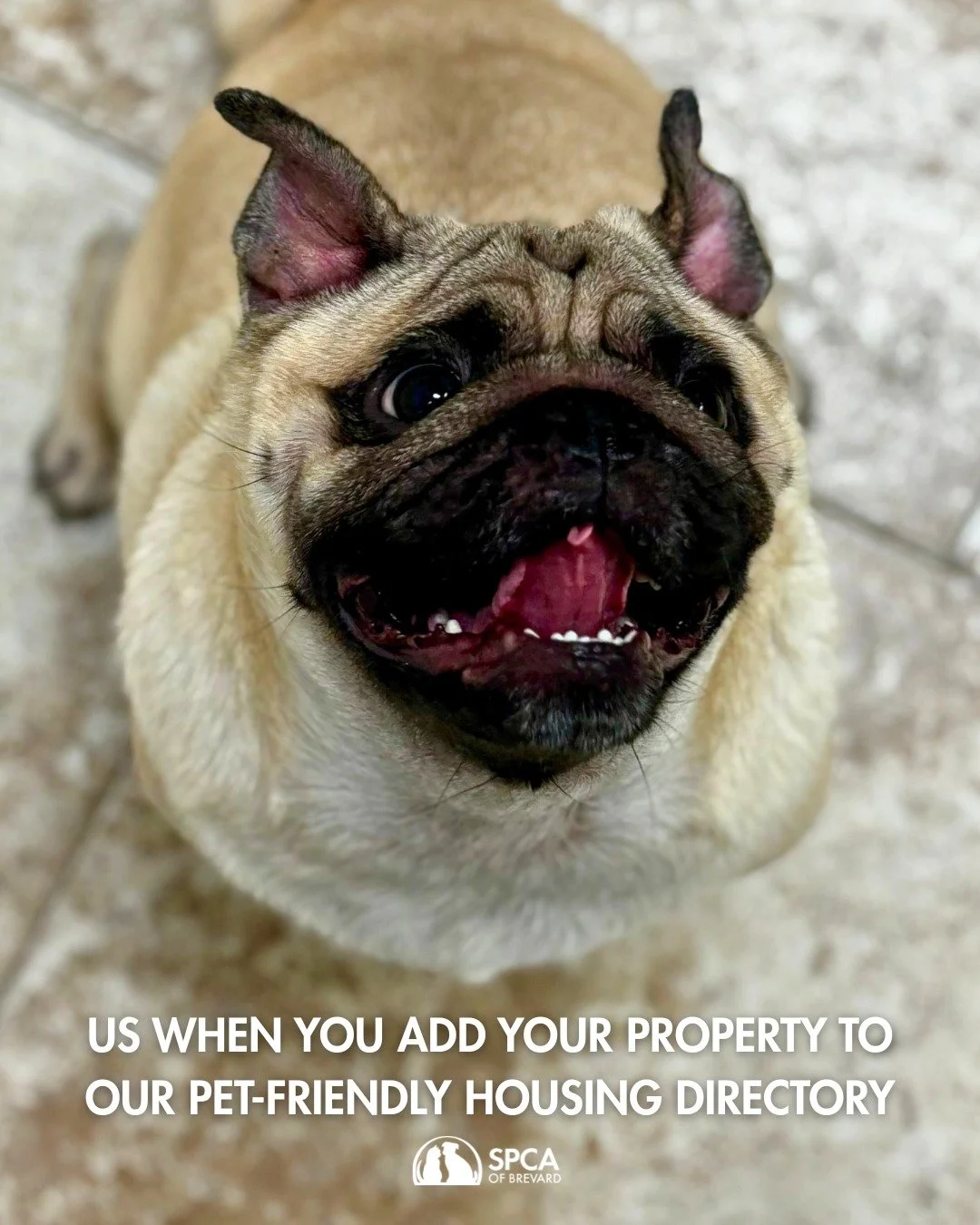 Calling All Pet-Friendly Properties in Brevard County! 🐾
Are you a landlord, property manager, or part of a rental community with pet-friendly housing? We want to hear from you! 
The SPCA of Brevard is creating a Pet-Friendly Housing Directory to
