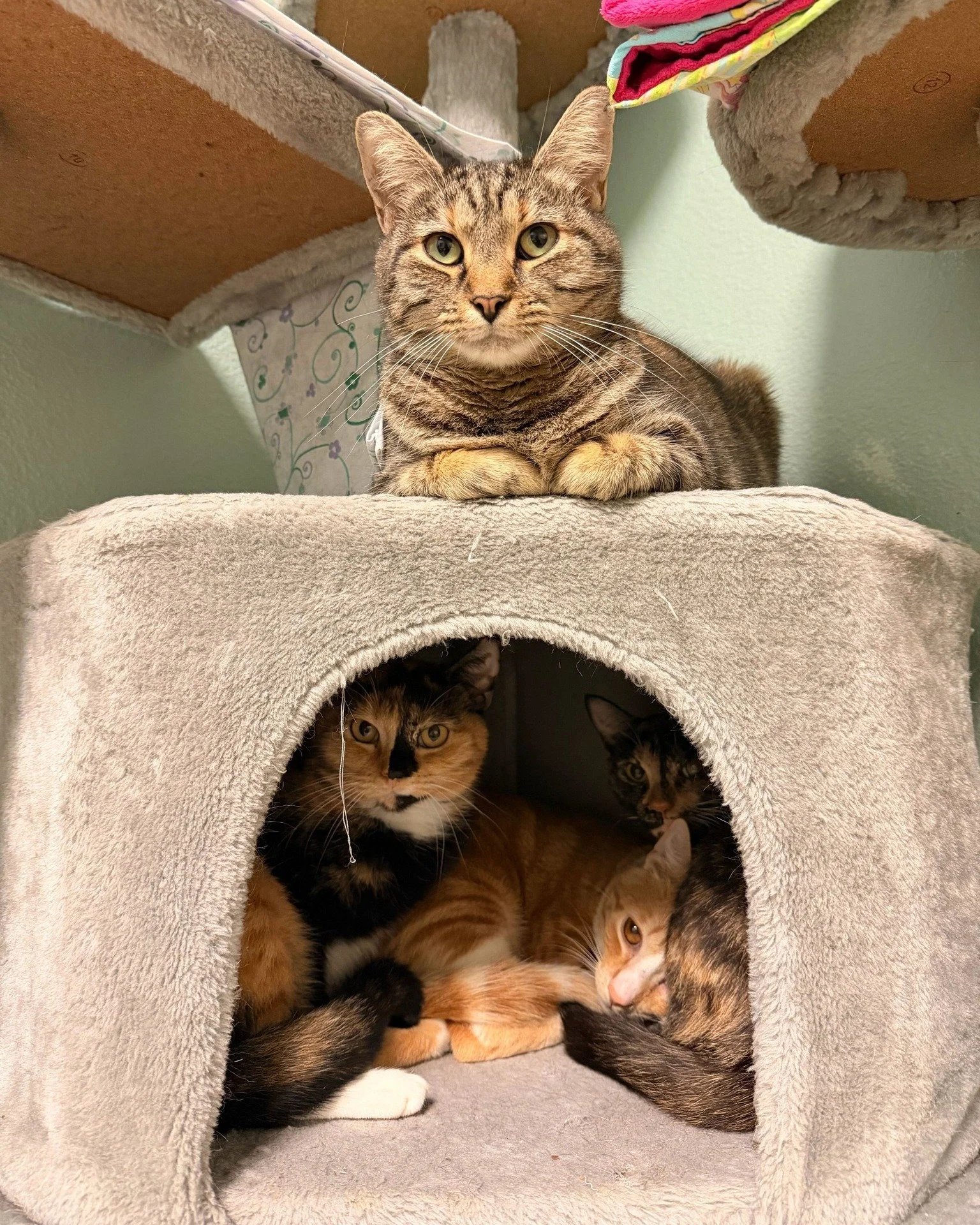 It’s about that time for the Monday afternoon nap and these cuddle bugs are way ahead of us! 😹
You can meet these snuggle pros (and plenty of other adorable cats) at our Adoption Center. 
📍 6035 Sisson Road in Titusville
⏰ Monday–Satu
