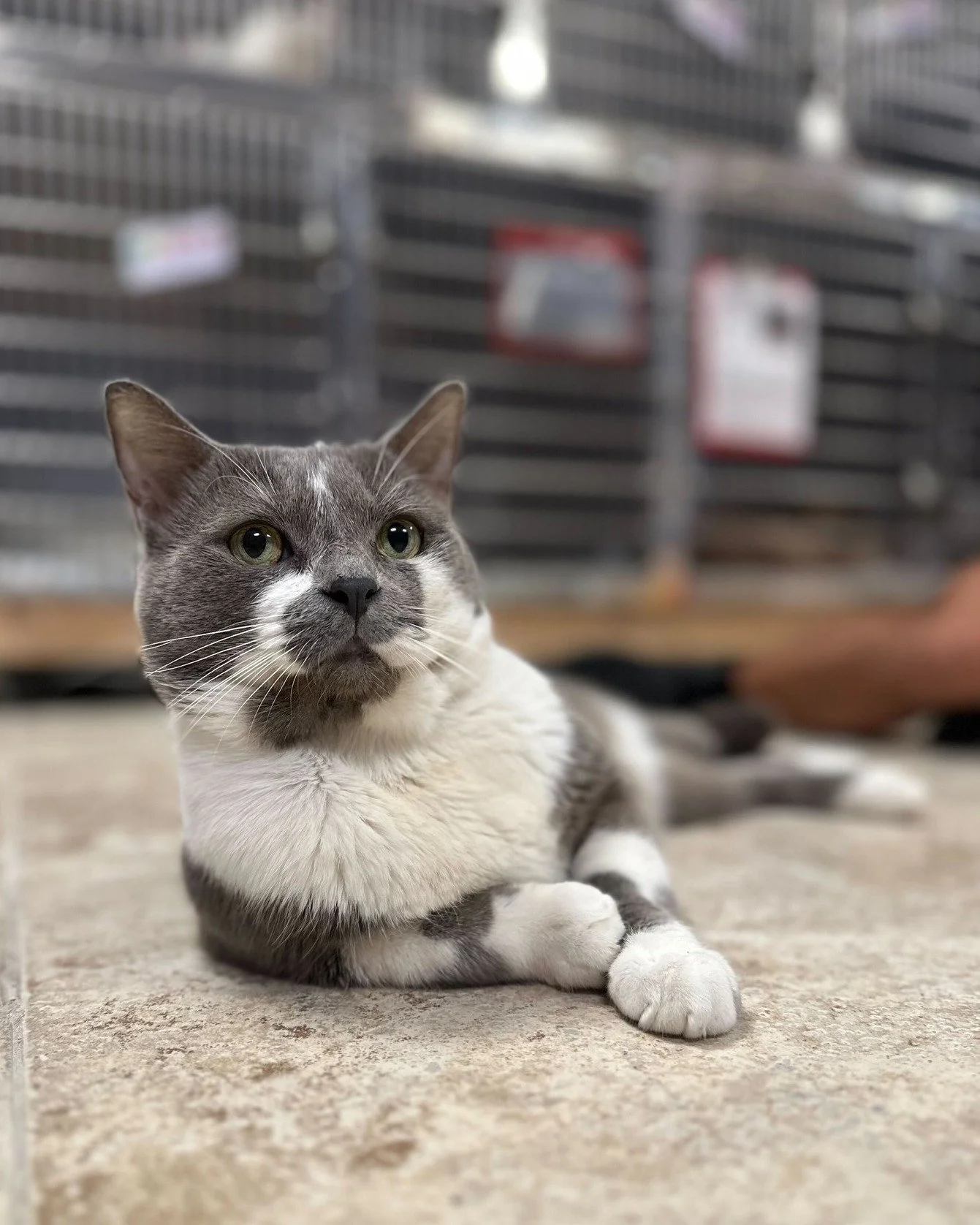 “I don’t always make biscuits… but when I do, they’re purrfection.” -Laken, probably
Meet Laken, the most interesting cat in the world. At 4 years old he’s got charm, sophistication, and just the right amount of