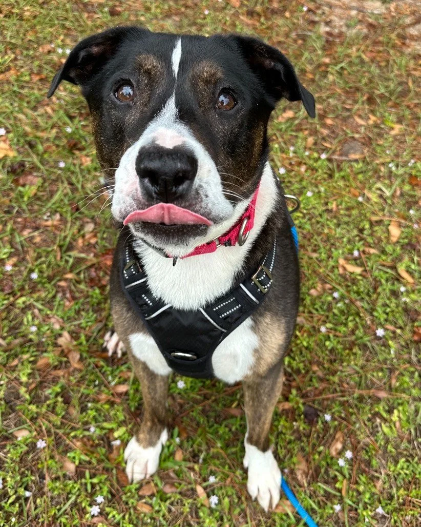 Foster Feature 🐾
After Ryder's owner passed away he struggled to cope with shelter life. Since going into a foster home he is thriving, confident, and ready to be adopted. His foster says:
"Ryder has truly blossomed in my home. He is complete