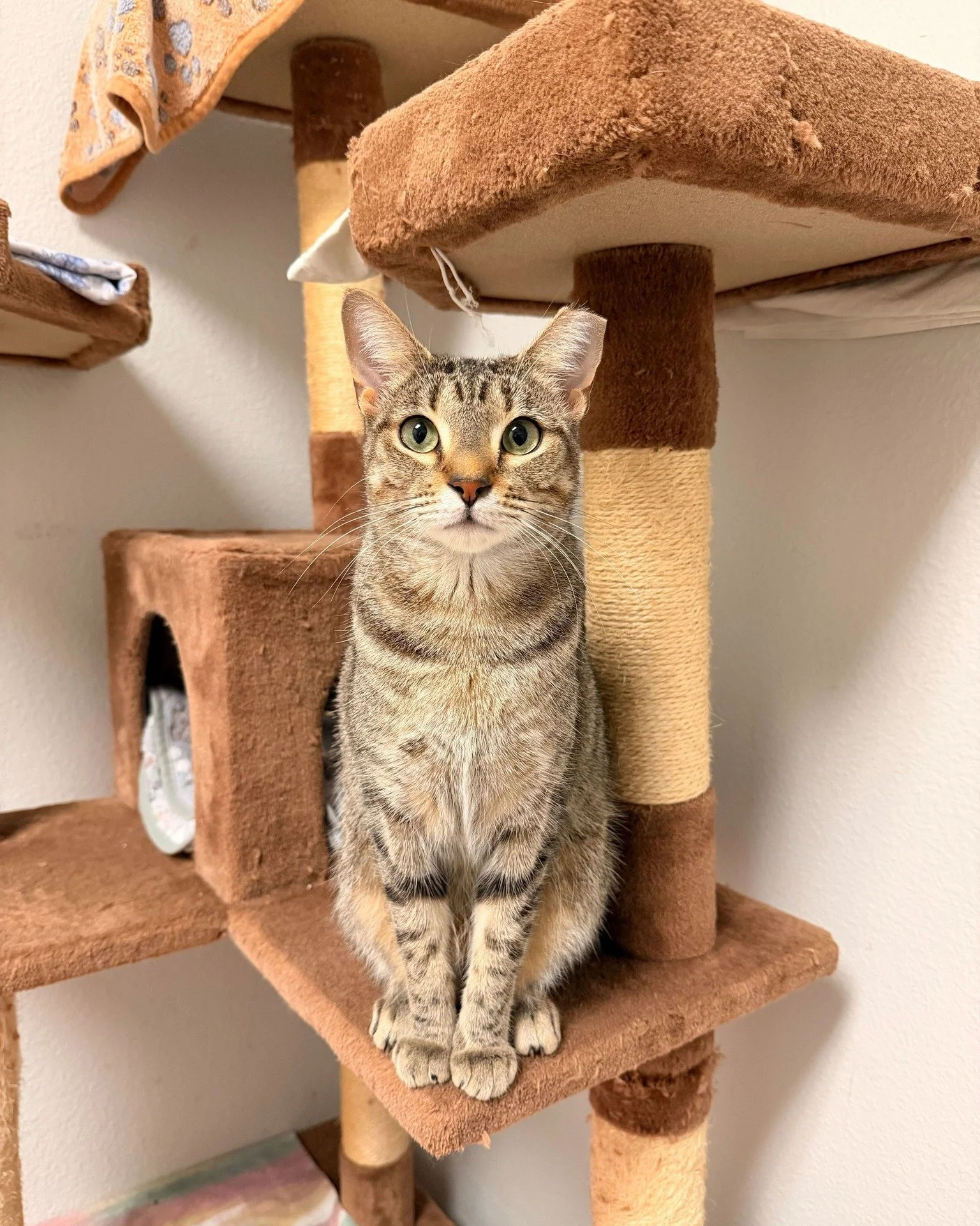 Sweet as her name, Honey is ready to spill the tea (and maybe a little catnip)!
This 1-year-old gal is as friendly as her name suggests. She loves making friends with both people and cats. She will happily “chat” with you about literally