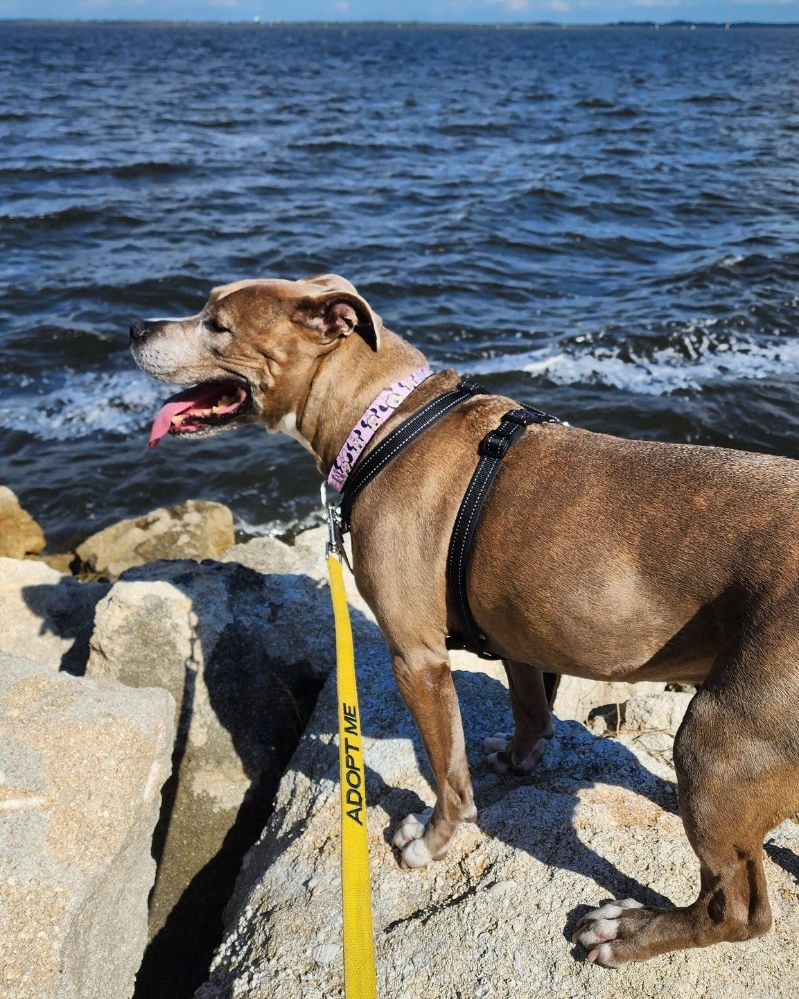 ❤ Foster Feature - Please Share! ❤
Sweet 9-year-old Kari came into our care in May after her owners fell ill. This week marked 12 weeks since she's been in a foster home, and she is more than ready fo rher adoption day! Her foster says: 
"Kari