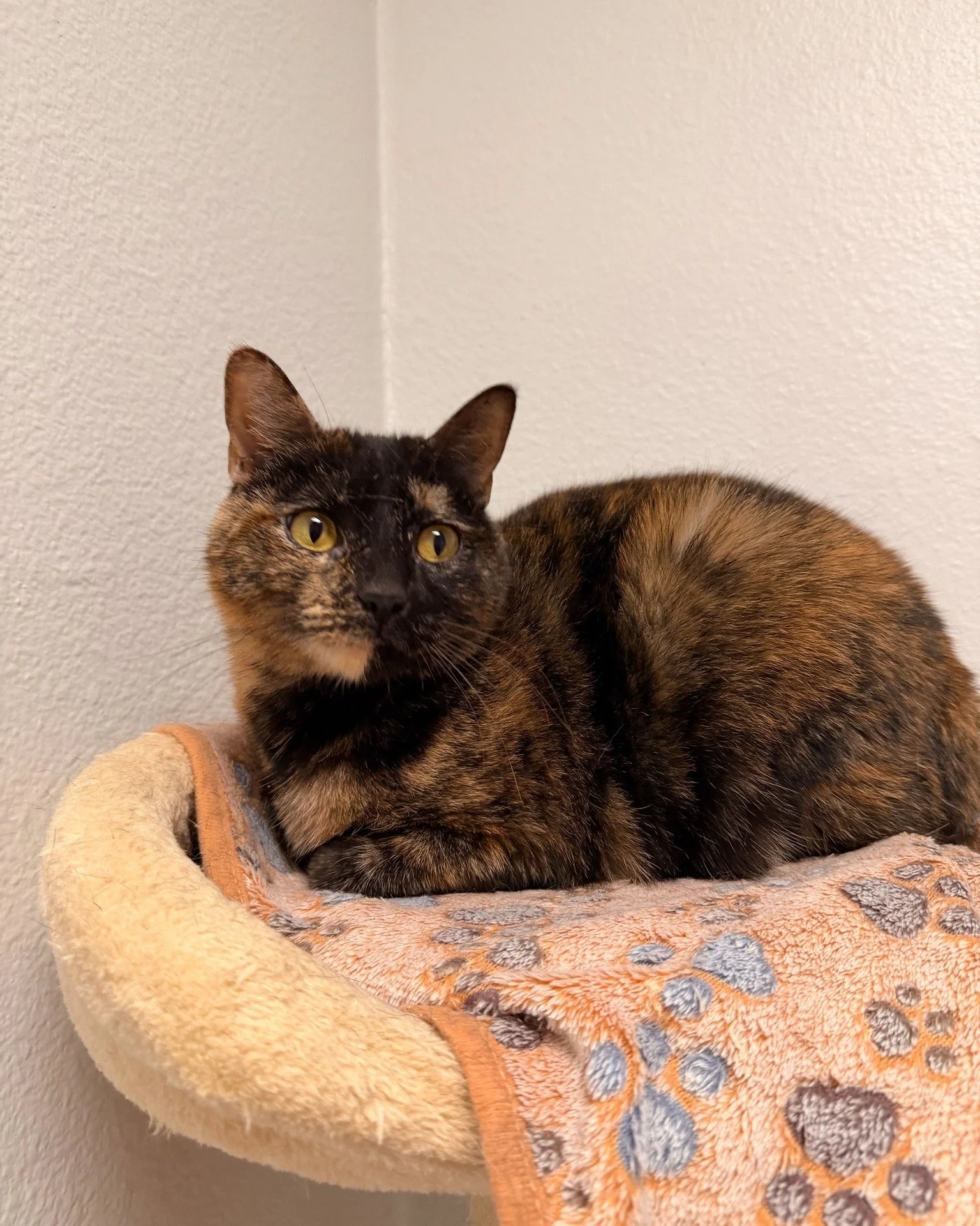 The best way to spend Friday Jr. is by adopting Katala! 😎
At 3 years old, Katala is a playful girl who loves having fun but also appreciates her personal space. She’s friendly and good with kids, plus she gets along great with other cats. If
