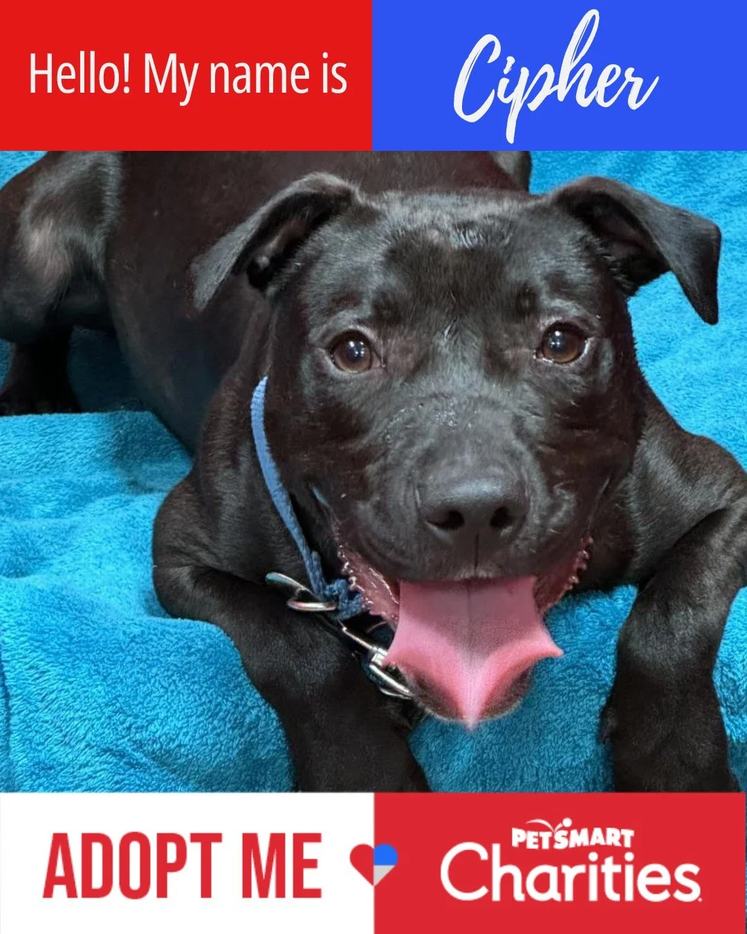 TOMORROW! We’re excited to partner with PetSmart Charities for National Adoption Week! ❤
Join us at the Viera PetSmart on Friday, October 24th from 11AM–2PM to meet some of our adoptable pets looking for families of their own. Come by, s