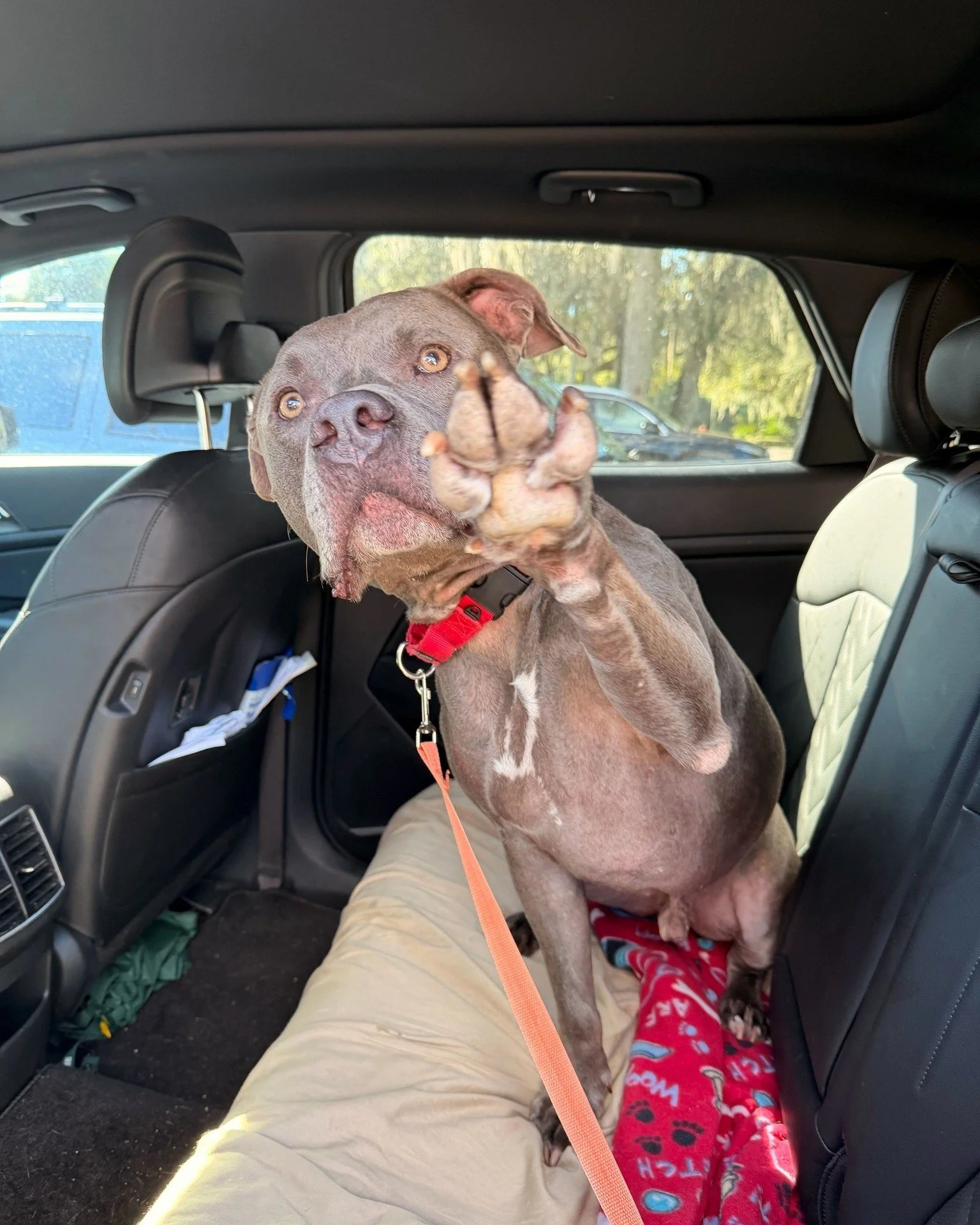 Lizard is pointing to the person who should adopt him (that's you reading this)! 🦎
This 2-year-old guy is the perfect mix of fun and chill. We'd say he's definitely more on the adult side of 2 than the puppy side. Lizard loves to be active and go o
