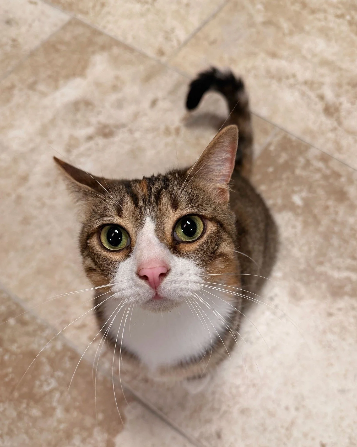 You can't make a meowgarita without a little Mango! 😻
Mango is a 3-year-old gal who still has that playful kitten energy. Don’t worry, she balances it out with plenty of cozy nap times. She’s great coexisting with other cats and loves m