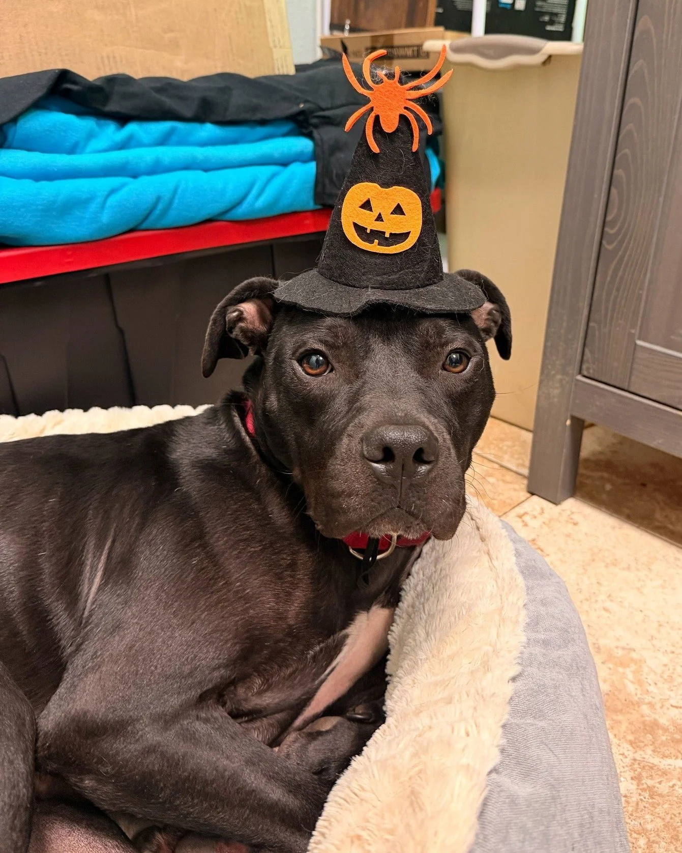Eli’s trying on Halloween costumes to find his “boo-tiful” match... could it be you? 👻
At just 2 years old, this sweet and gentle guy is still learning the ropes of being a confident pup. Once he warms up, he’s the kind of f