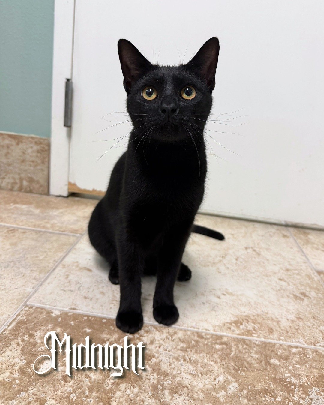 Happy National Black Cat Day! 🖤

Today we&rsquo;re celebrating our black cats waiting for homes to call their own!

Did you know? There&rsquo;s no evidence that people adopt black cats around Halloween to do them harm, that&rsquo;s an old myth. The 