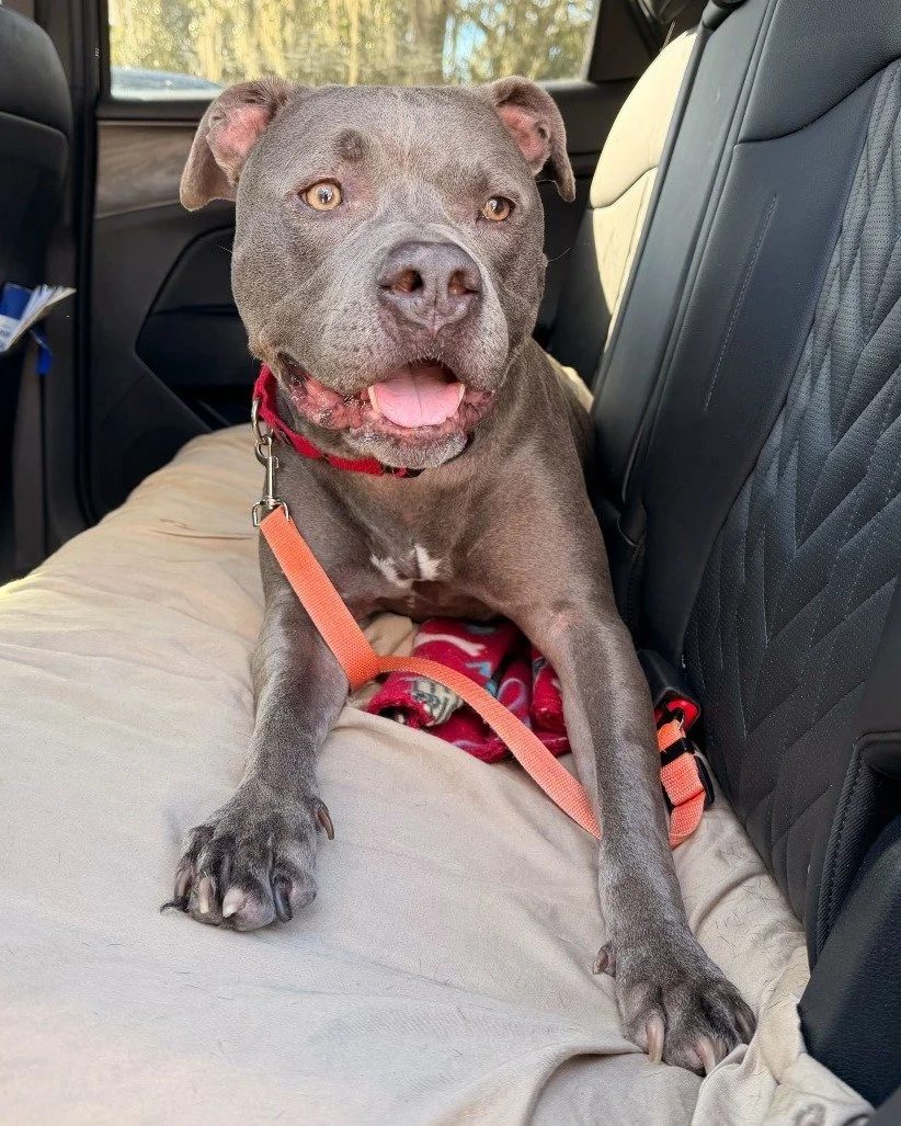 You can meet Lizard, Waverly, and Poconos tomorrow during @coastal_boxer_rescue  14th Annual Woof, Wag, &amp; Wiggle event  from 11AM-3PM at Wickham Park in Melbourne! 

We will be bringing some adoptable dog but there will also be: 
🐾 Free beer tas