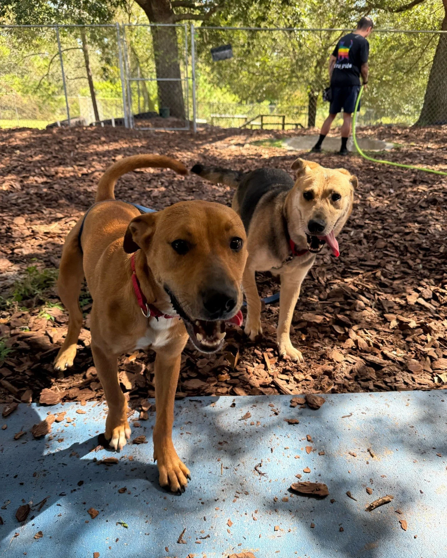 Besties Alert! 🗣

Since arriving in June, Kimchi (right) has had a tough time making friends with other dogs. Recently, she finally found a buddy in Teller (left), a younger, energetic pup! Watching Kimchi light up while playing with Teller has brou