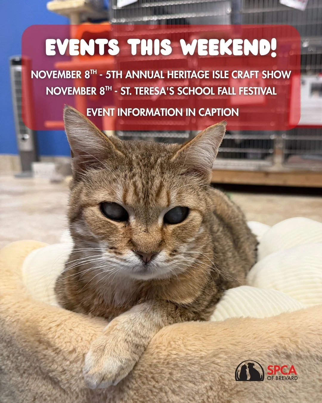 Squeak wanted to let you know about the events coming up this weekend where the SPCA will be participating! 😻

🧵5th Annual Heritage Isle Craft Show
Come shop local vendors and say hello to adoptable dogs from the SPCA!
📅 Saturday, November 8th
🕙 